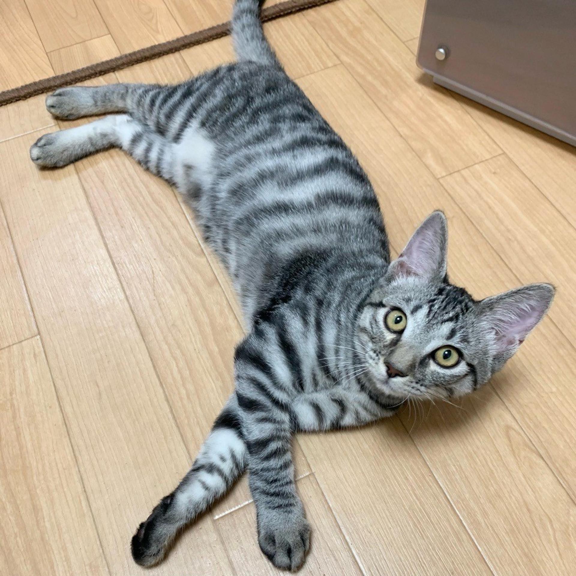 pet-image-3