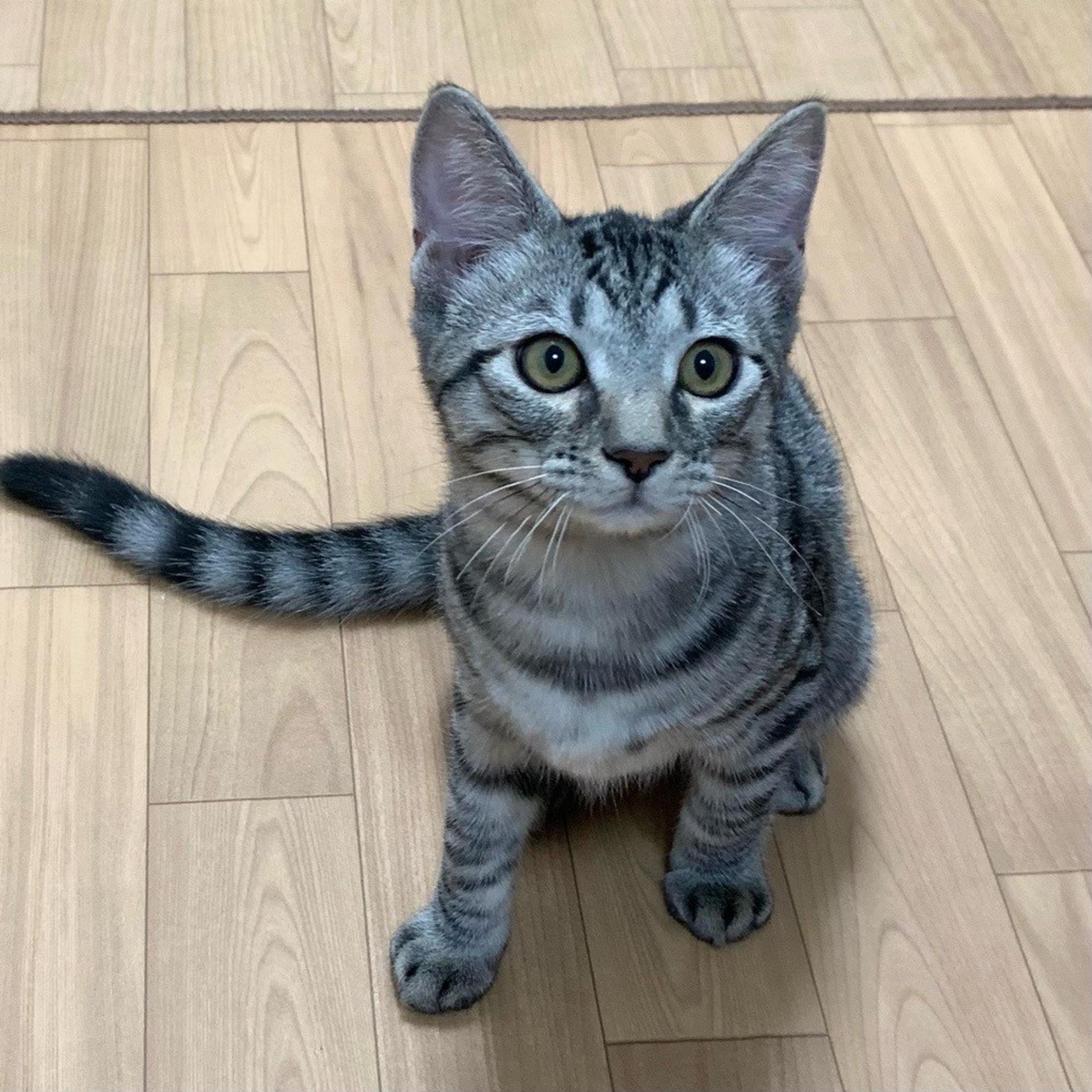 pet-image-4