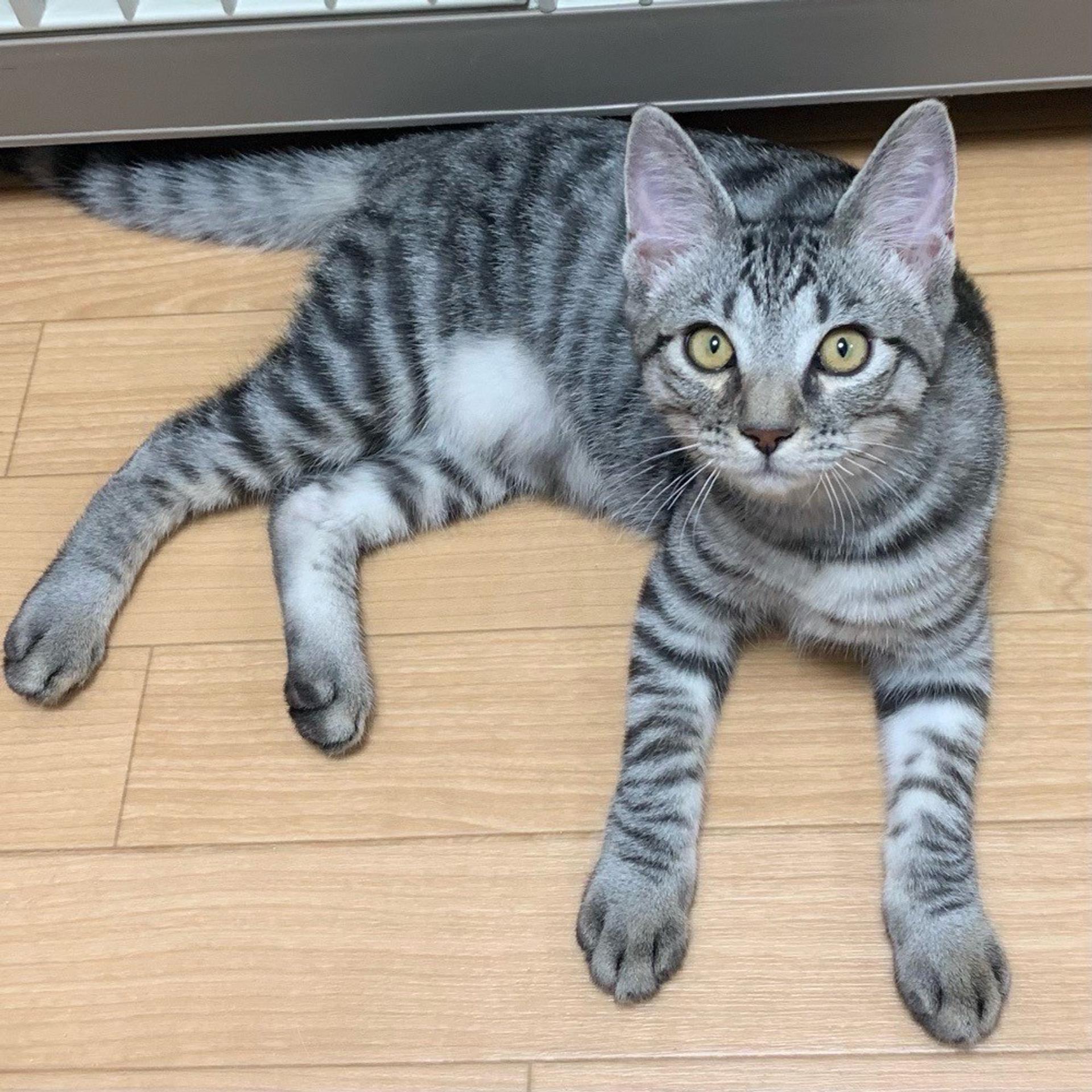 pet-image-5