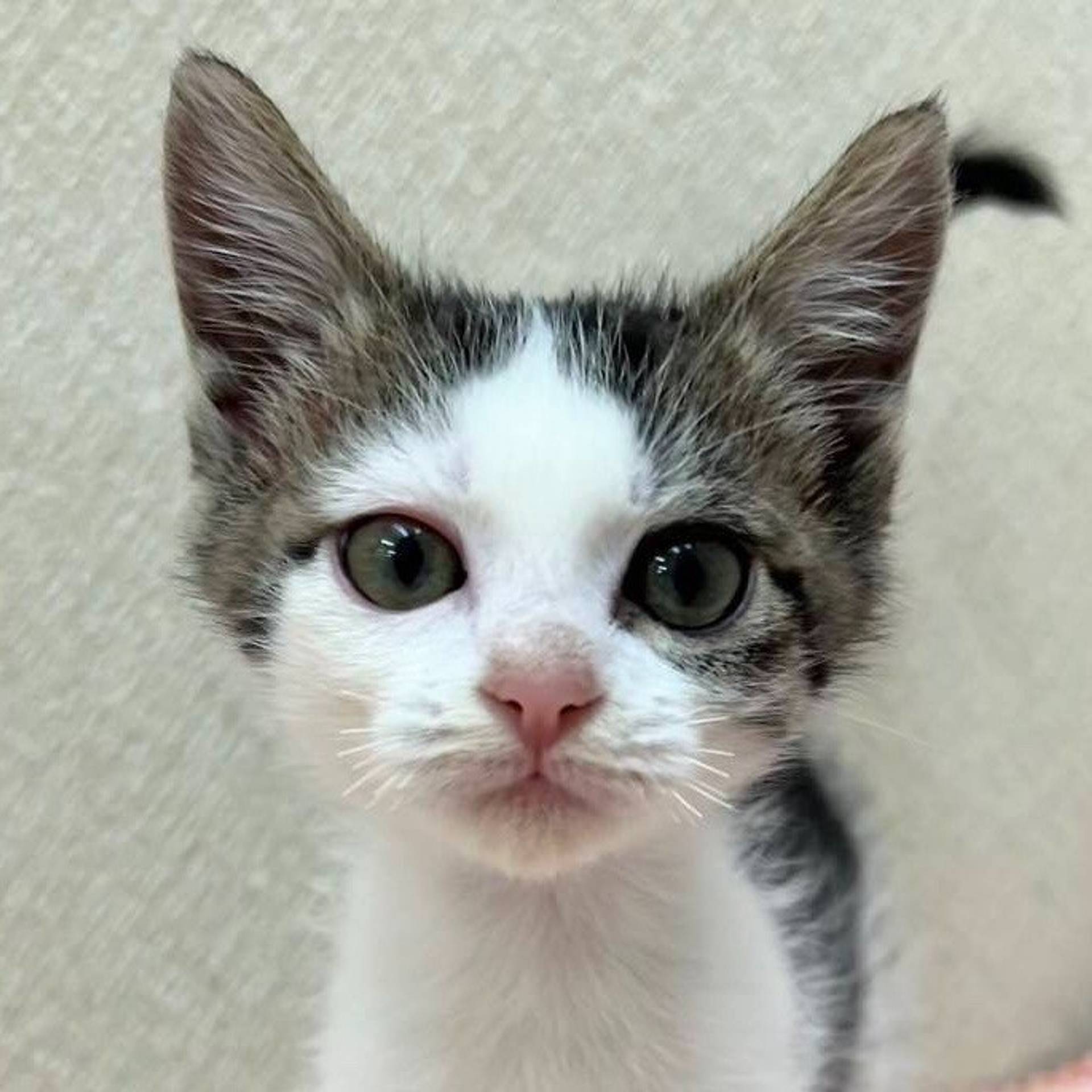 雑種（ミックス猫）・メスの里親募集の写真