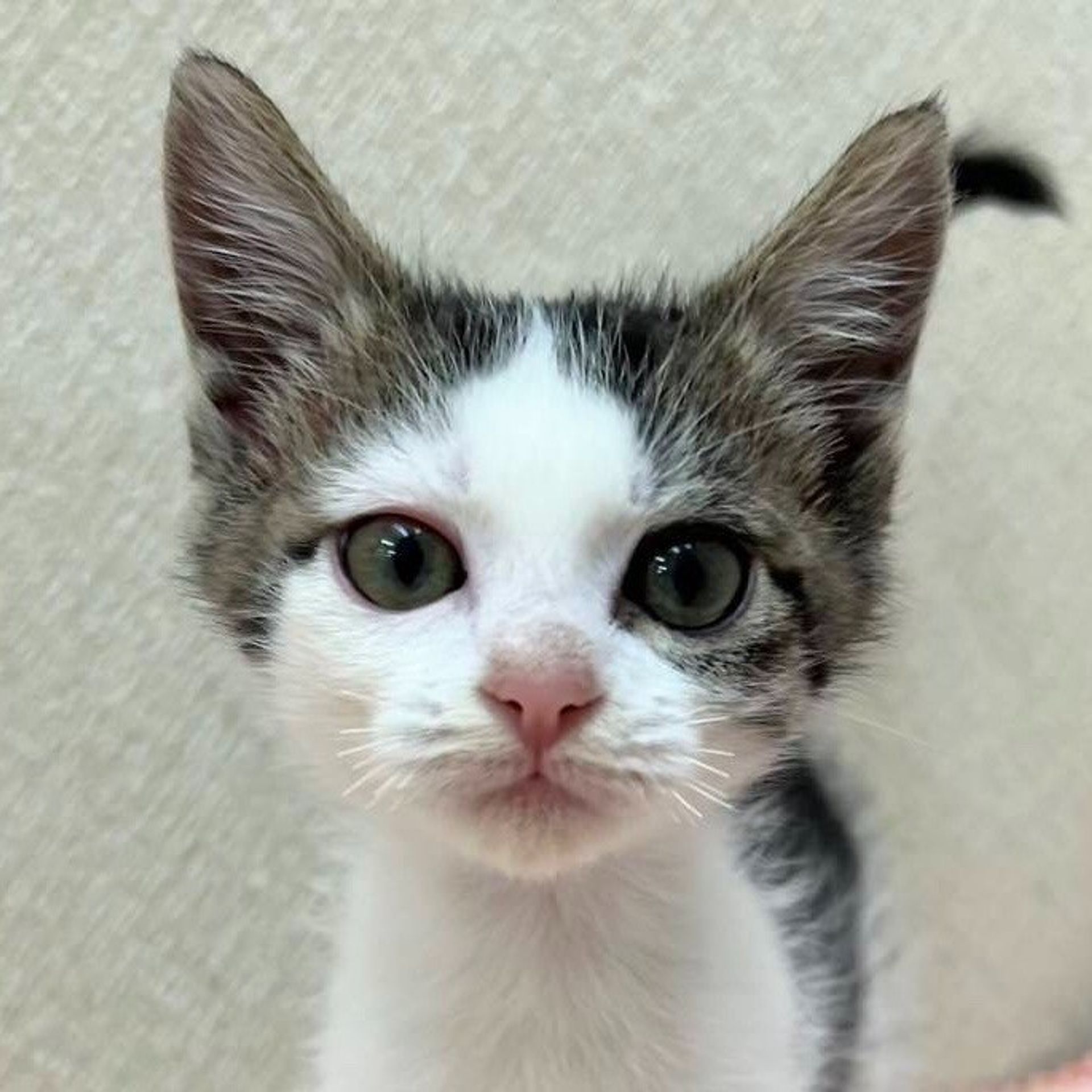 雑種（ミックス猫）・メスの里親募集の写真