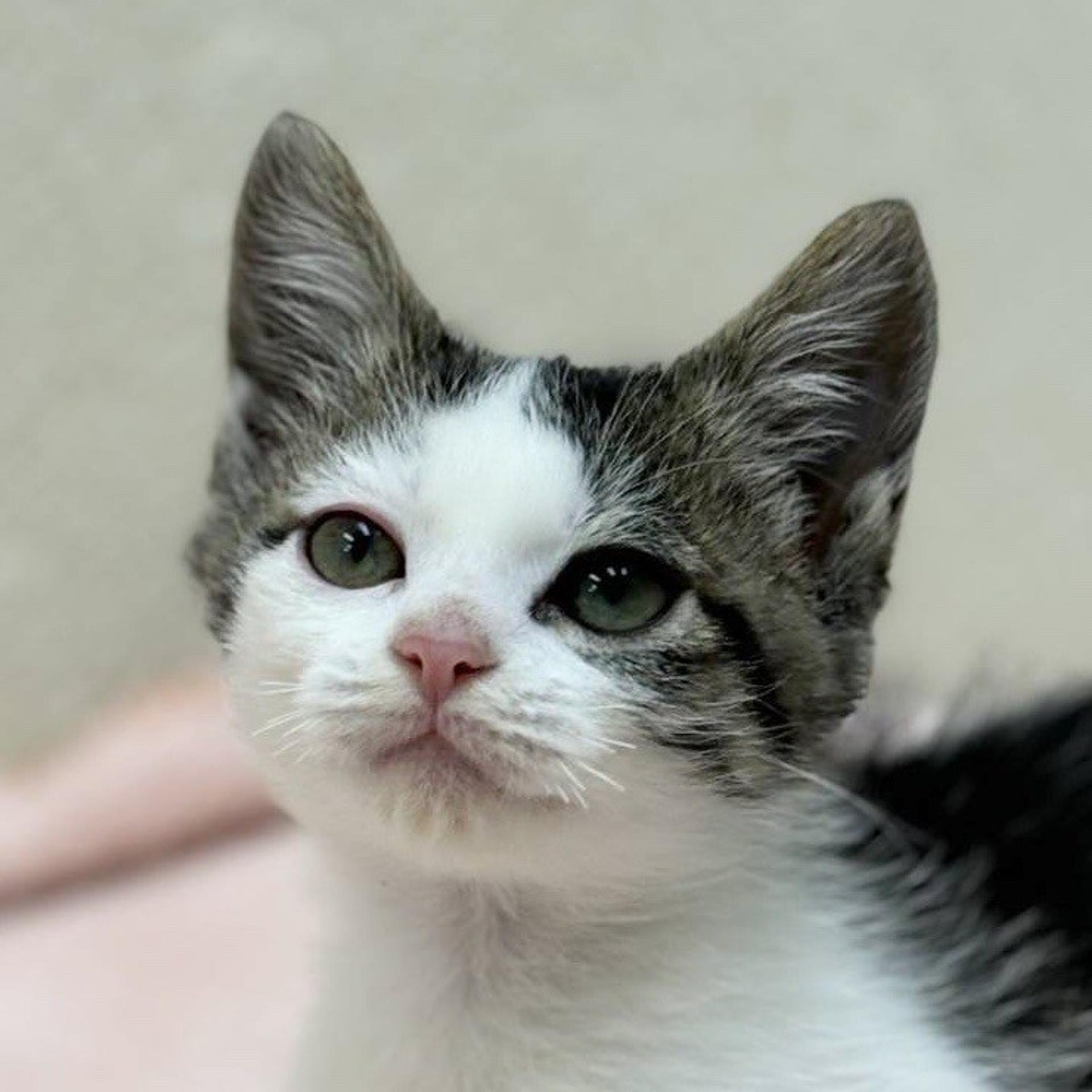 pet-image-2