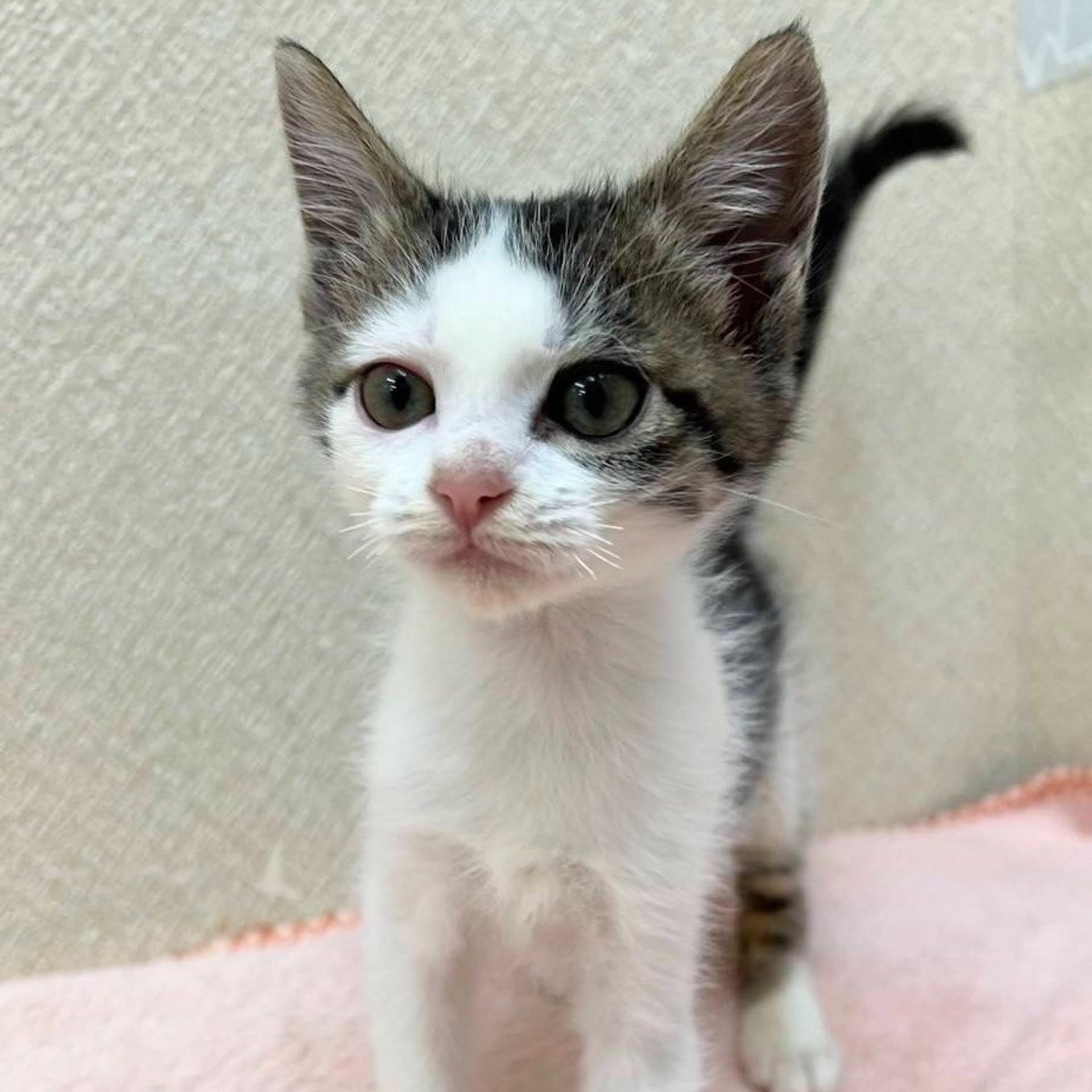 pet-image-3