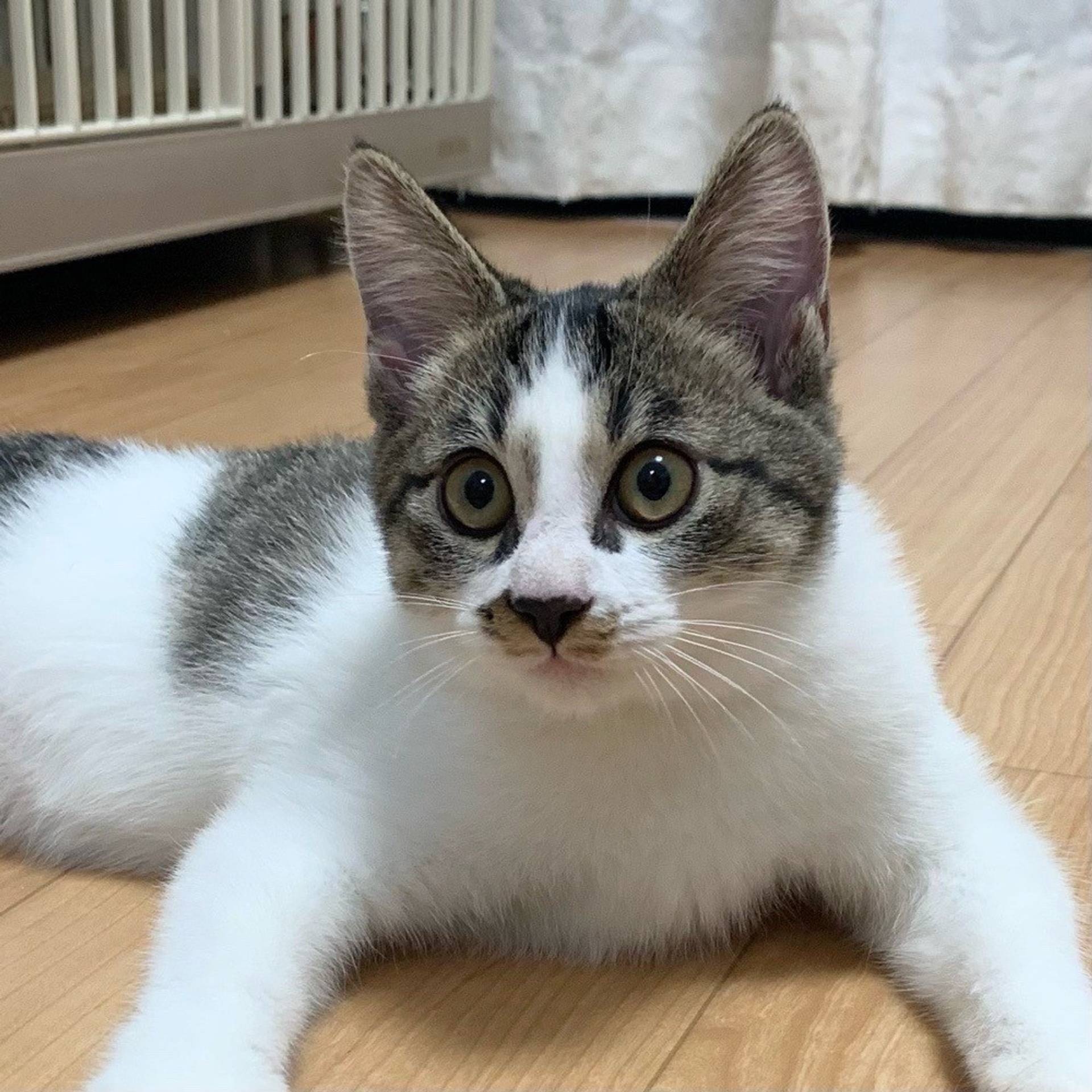 雑種（ミックス猫）・オスの里親募集の写真