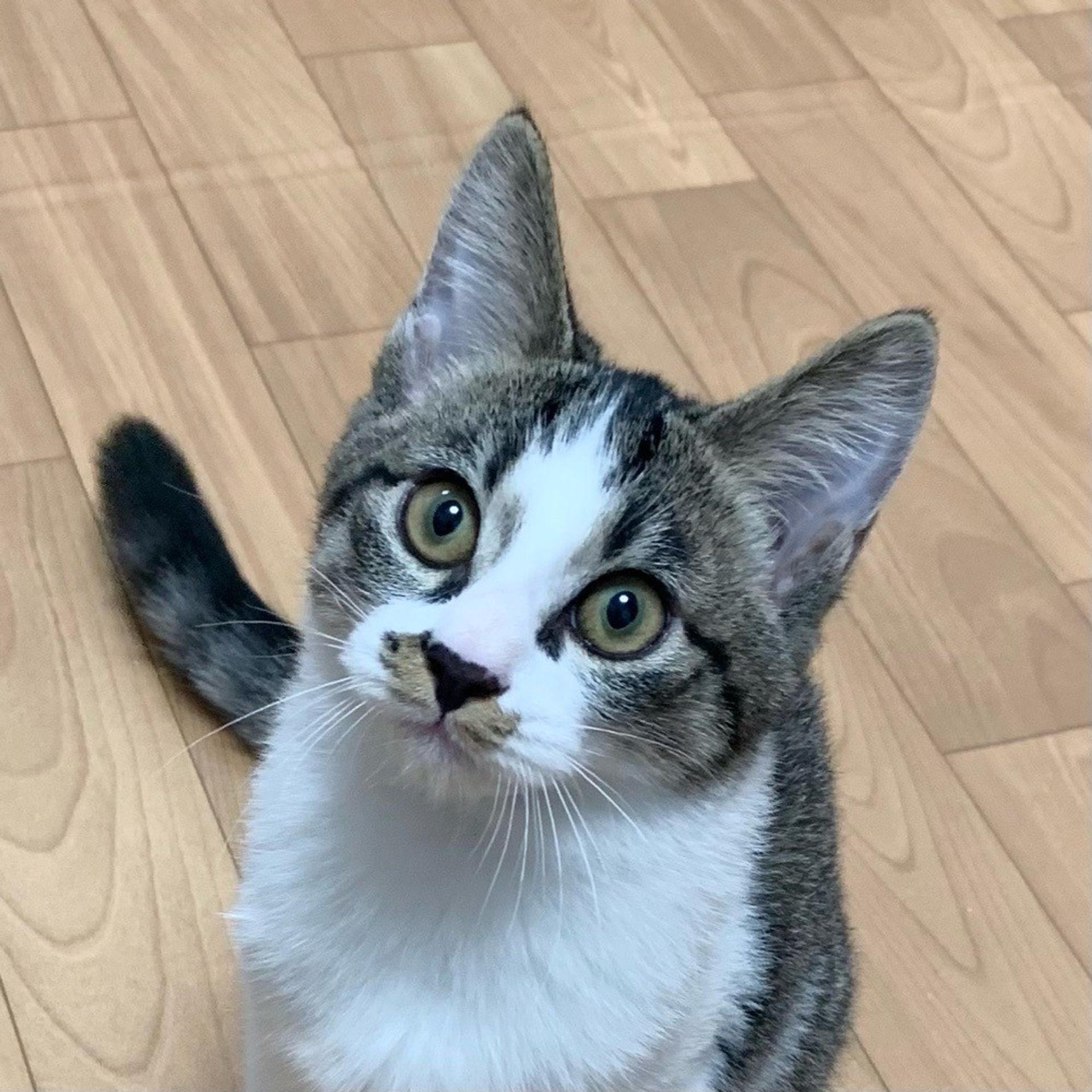 pet-image-3