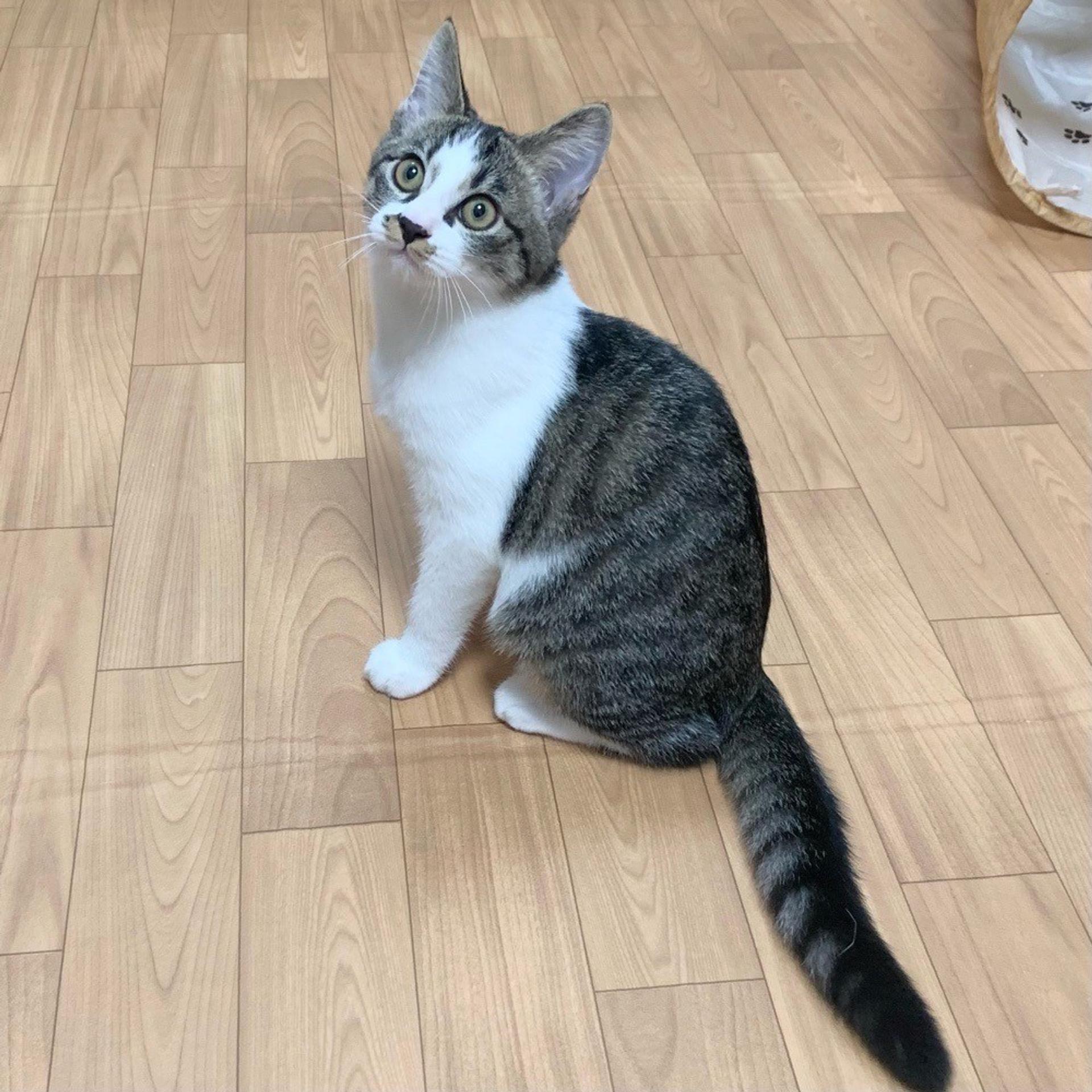 pet-image-4