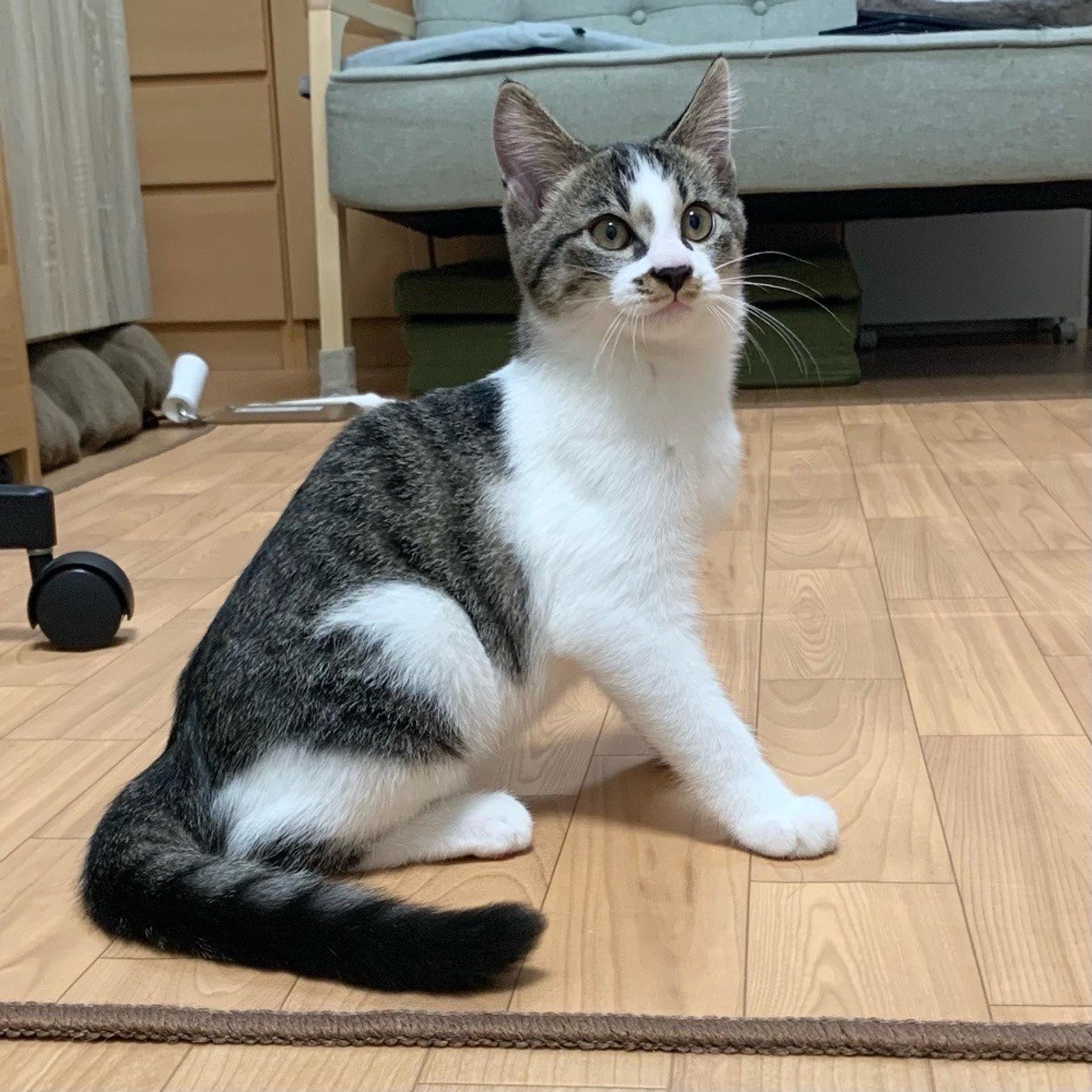 pet-image-6