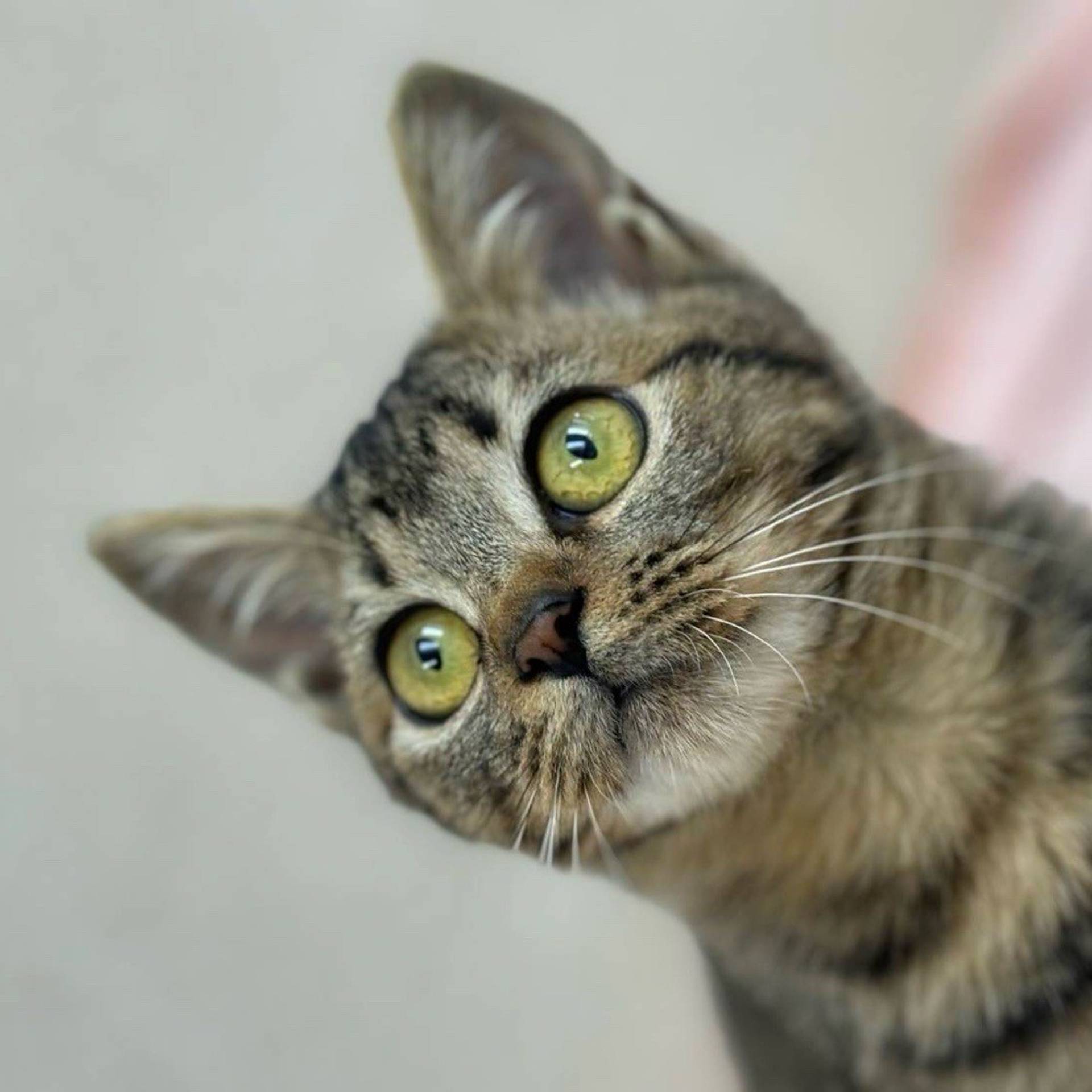 雑種（ミックス猫）・オスの里親募集の写真