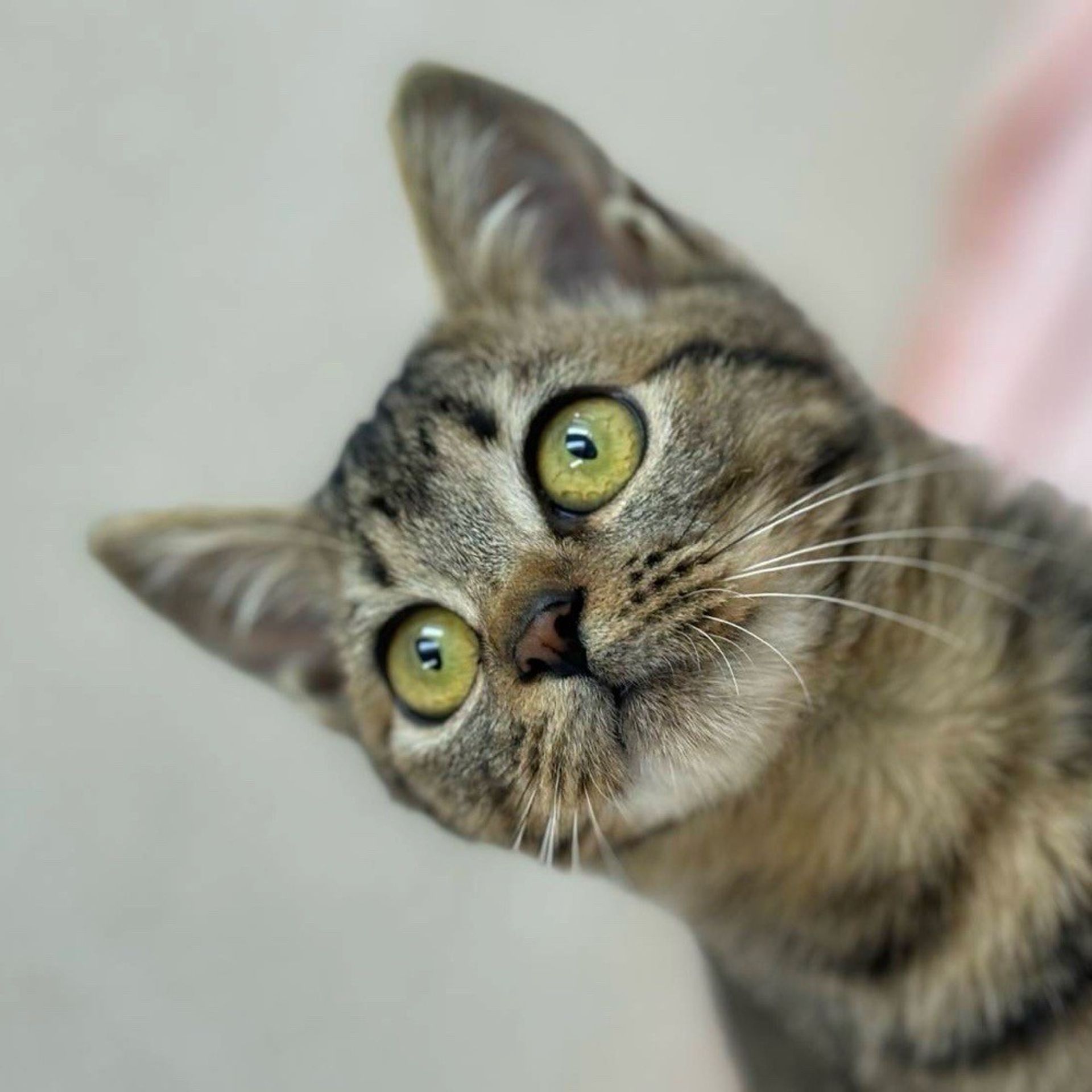 雑種（ミックス猫）・オスの里親募集の写真