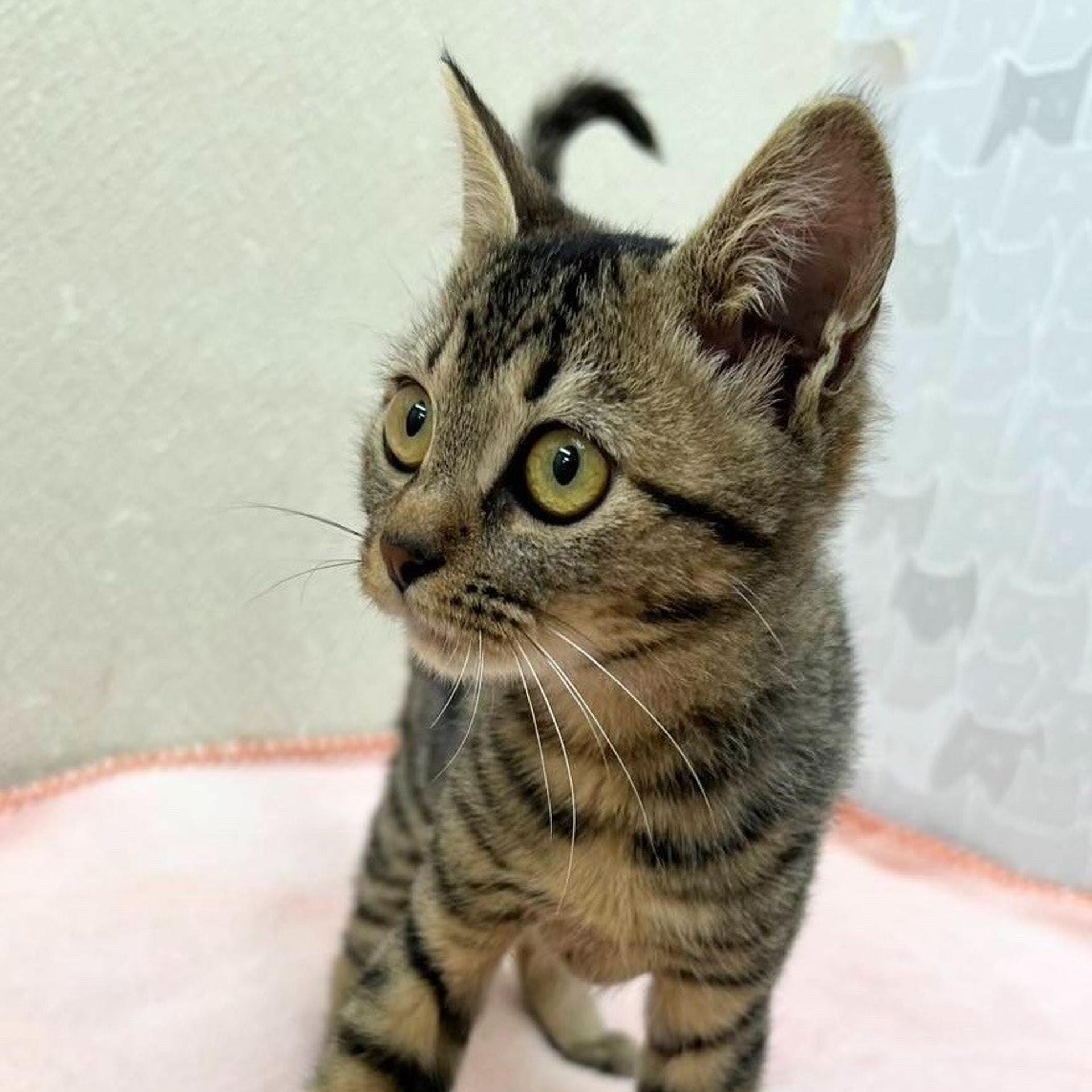 pet-image-5