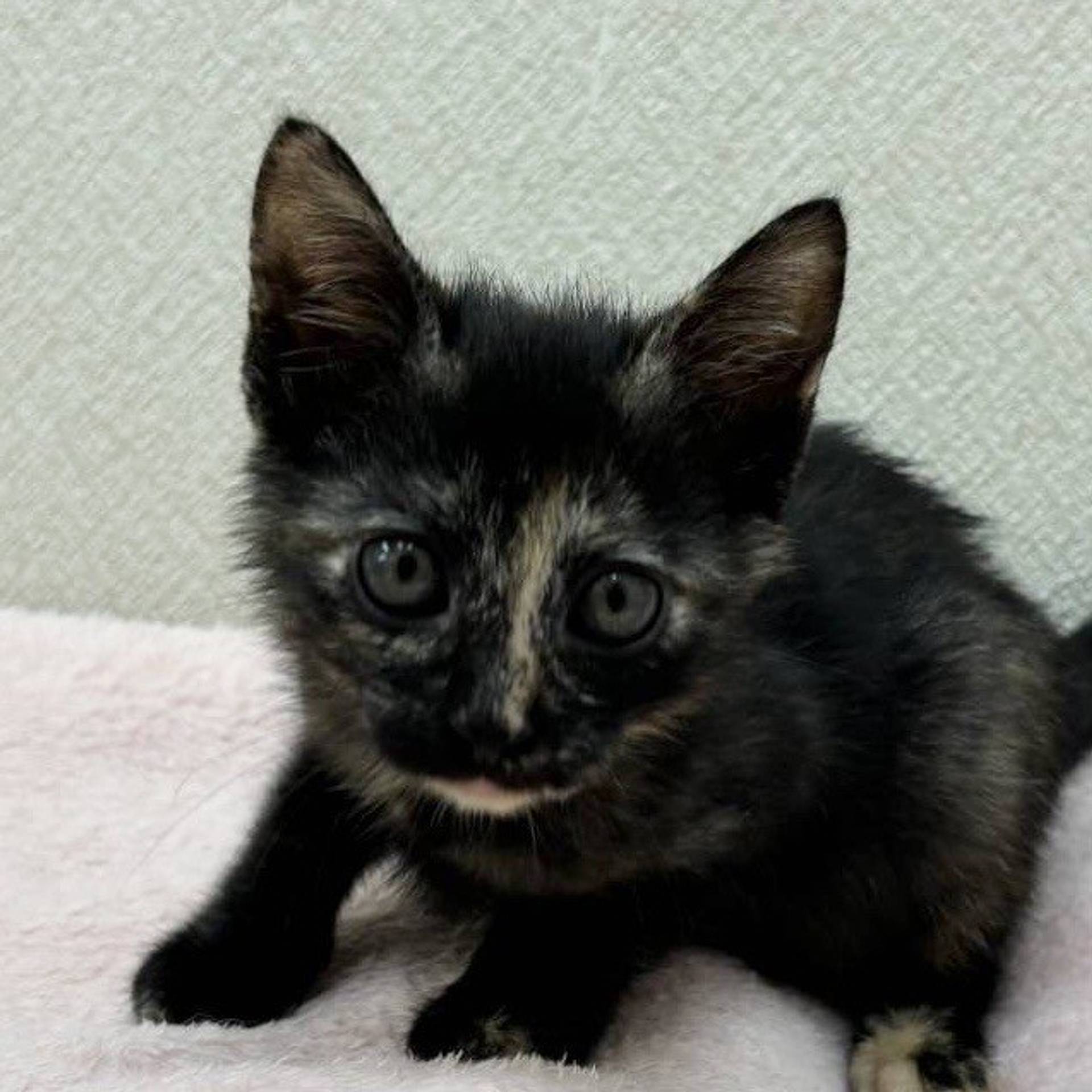 雑種（ミックス猫）・メスの里親募集の写真