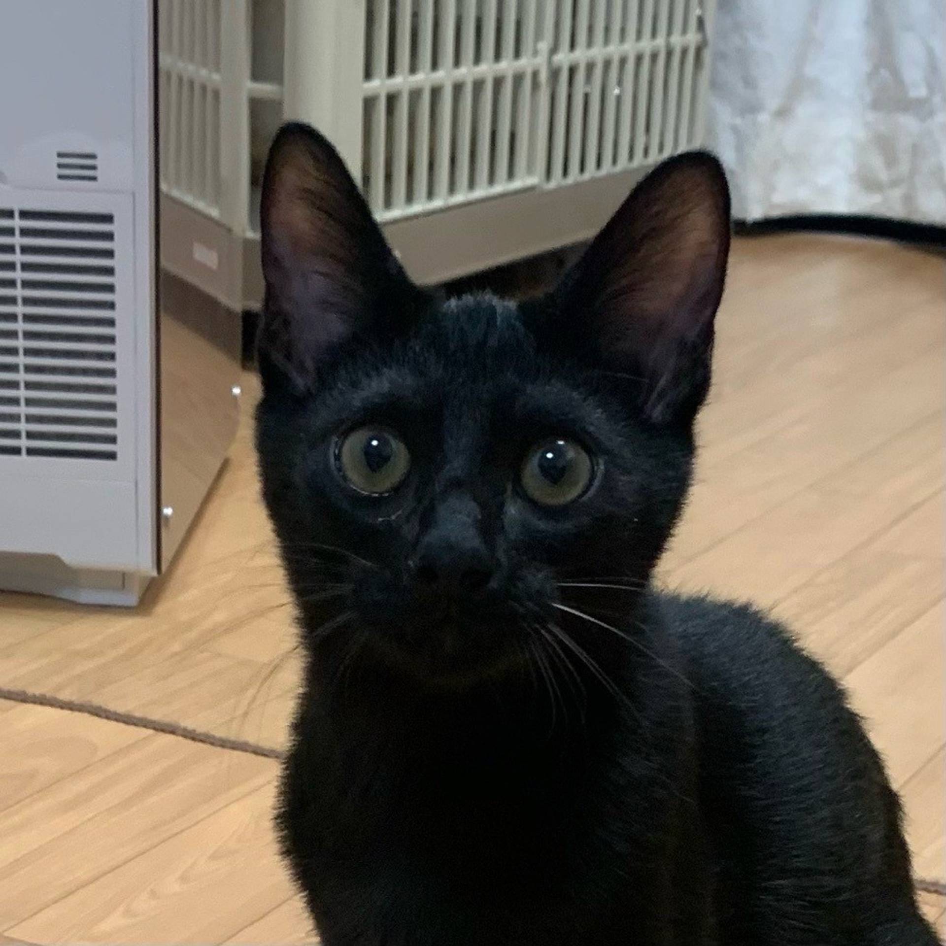 雑種（ミックス猫）・オスの里親募集の写真