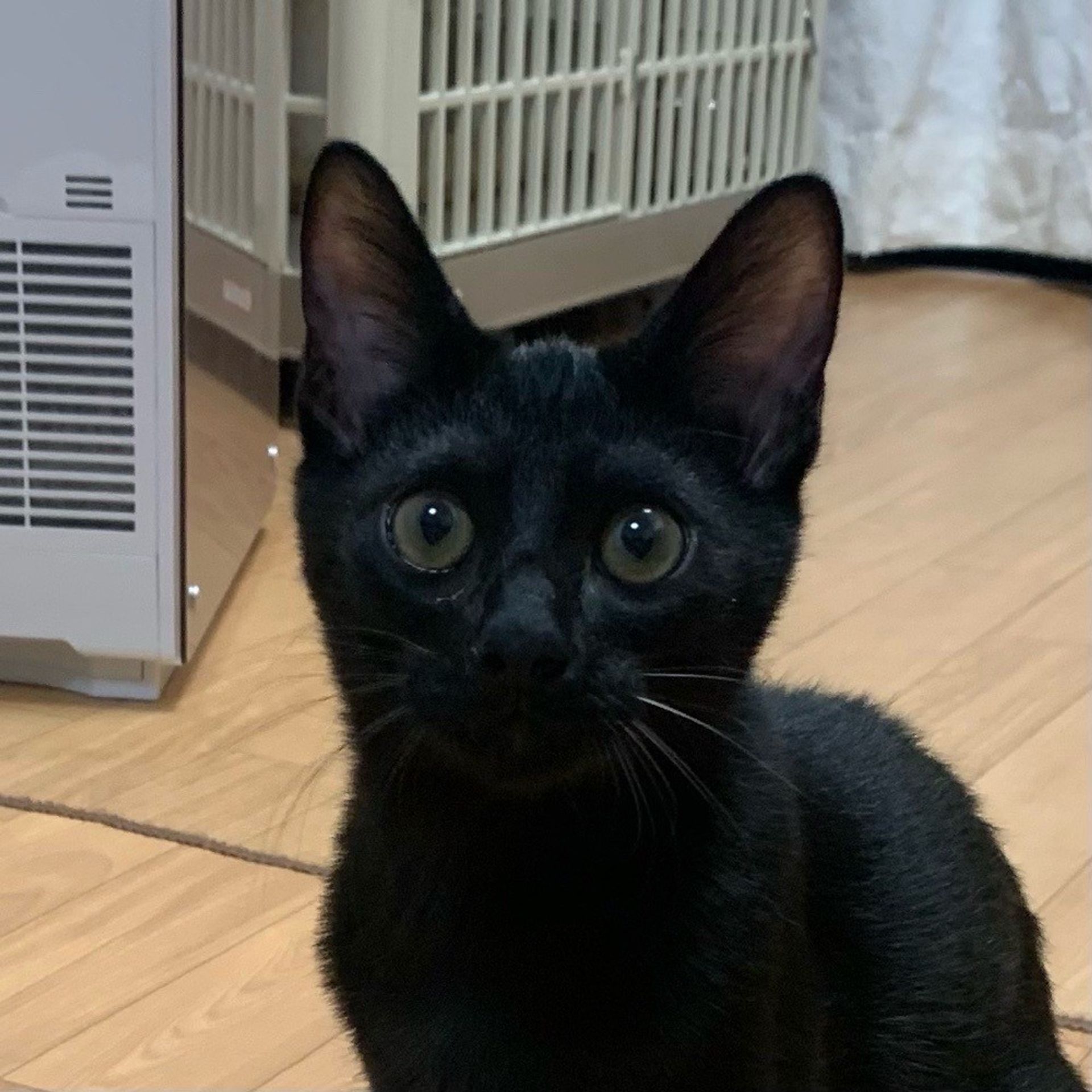 雑種（ミックス猫）・オスの里親募集の写真