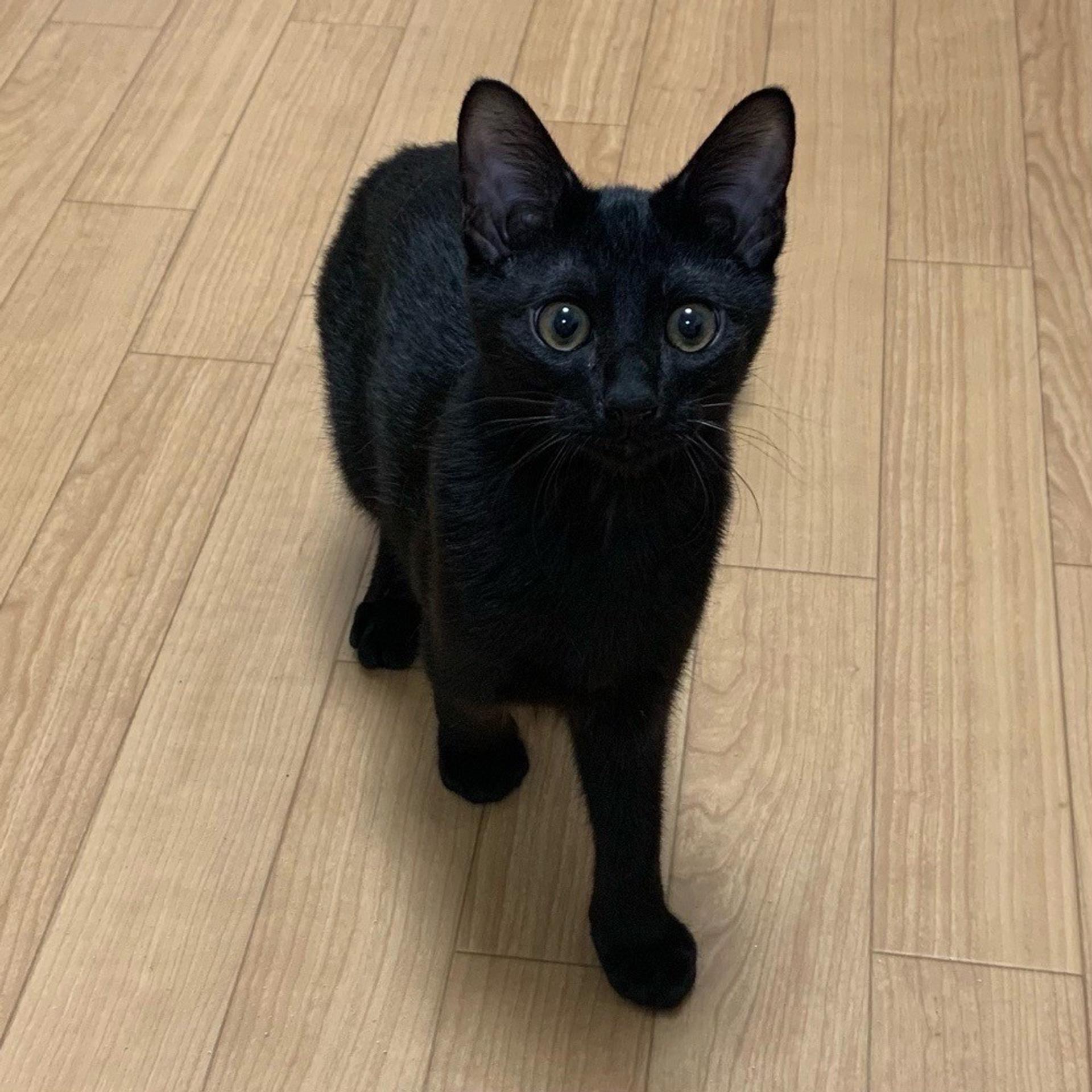 pet-image-2