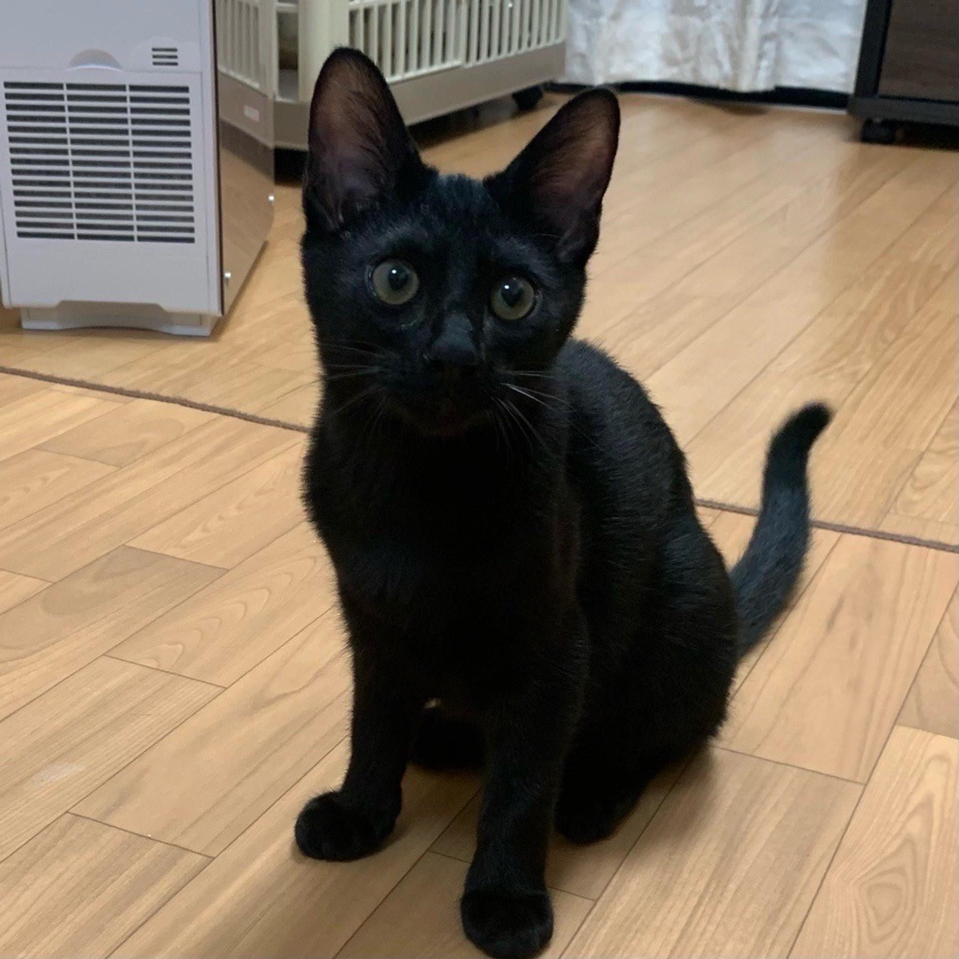 pet-image-4