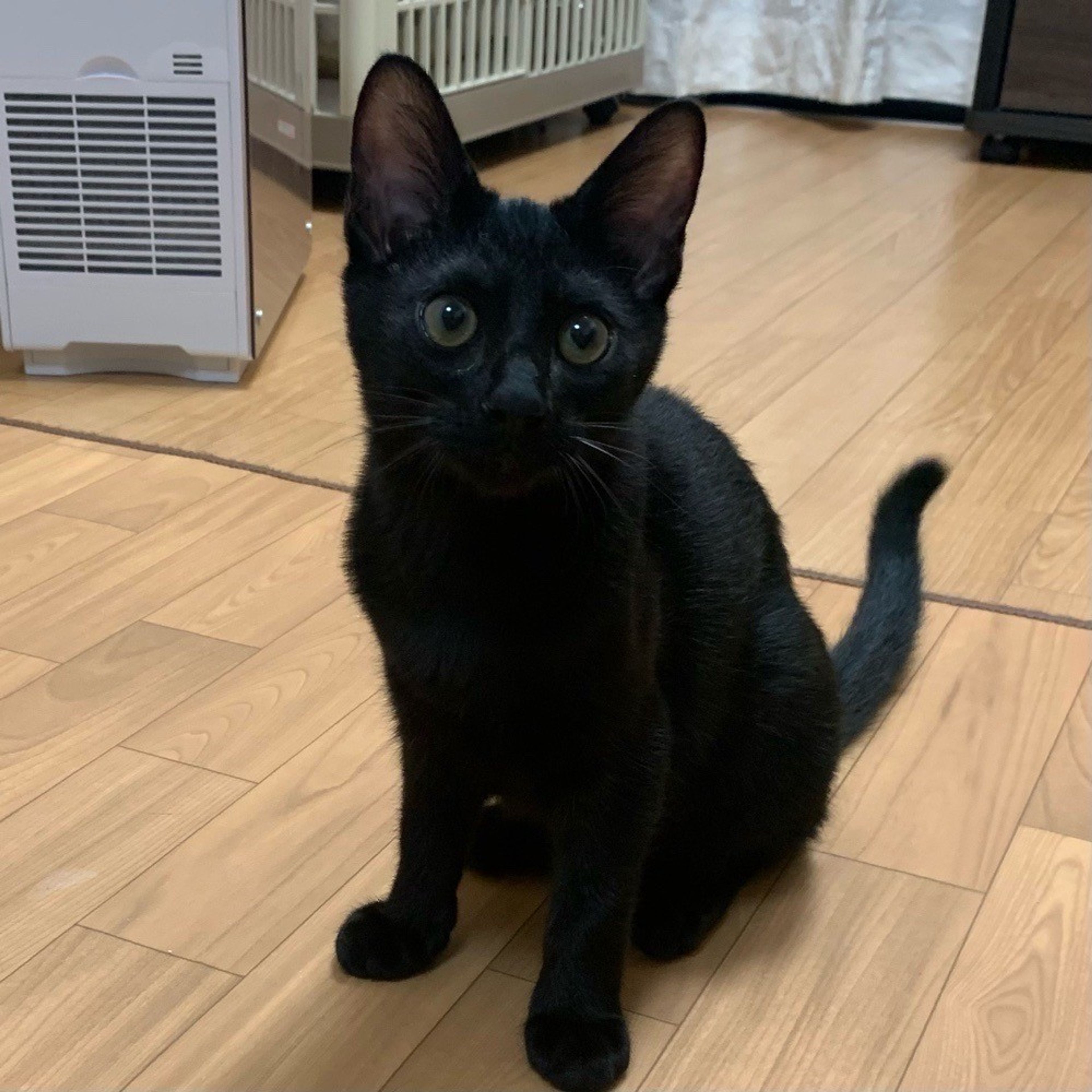 pet-image-4