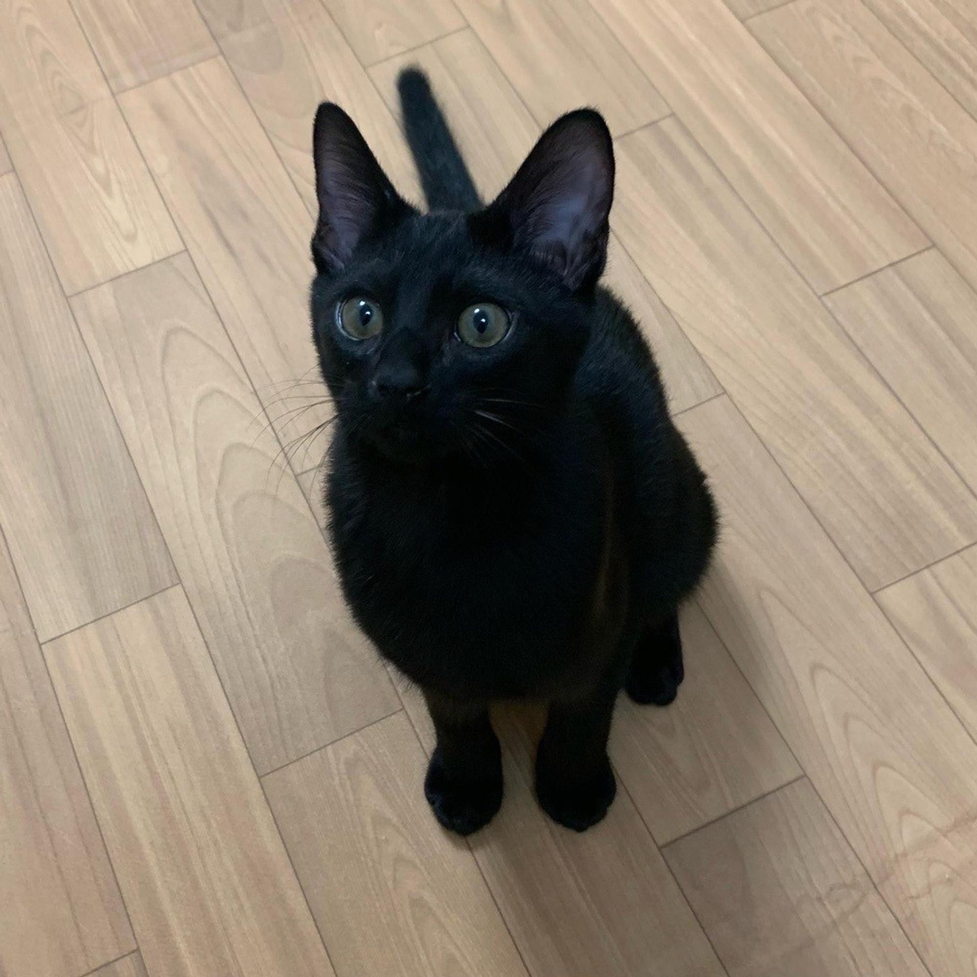 pet-image-6
