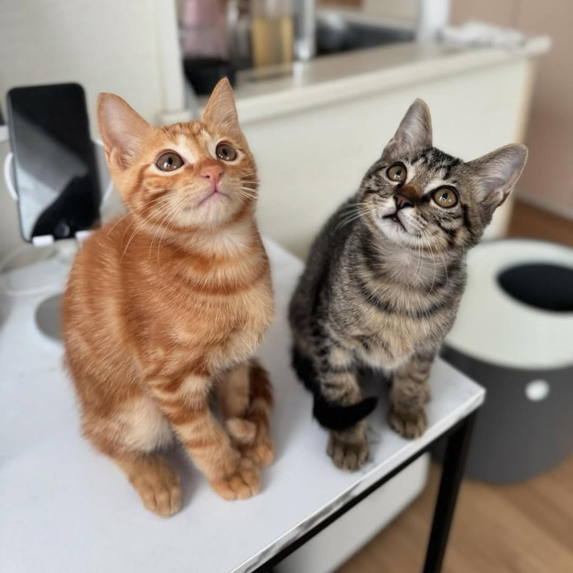 pet-image-4