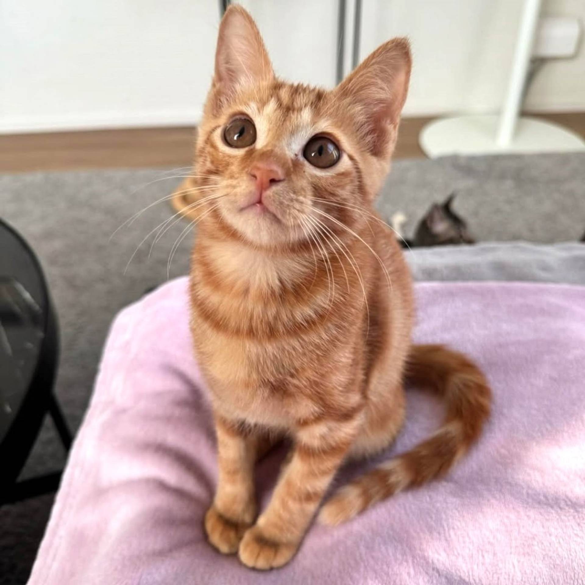 雑種（ミックス猫）・オスの里親募集の写真
