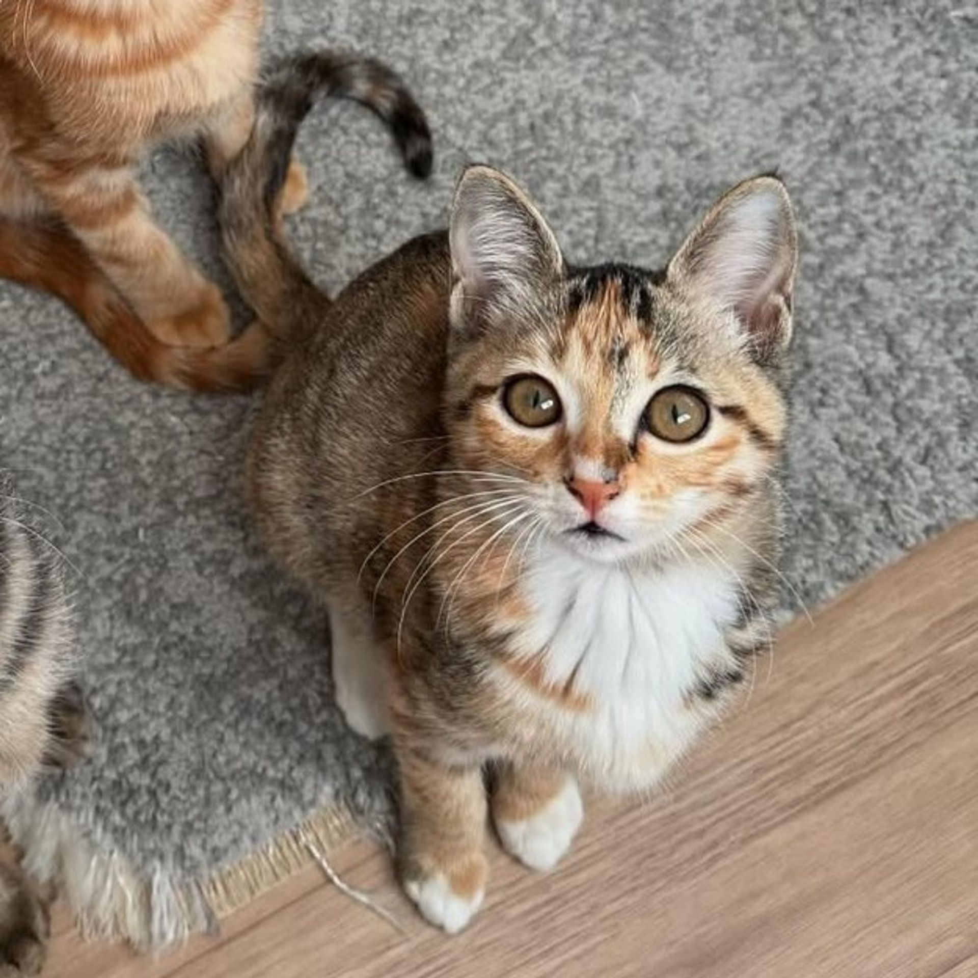 雑種（ミックス猫）・メスの里親募集の写真