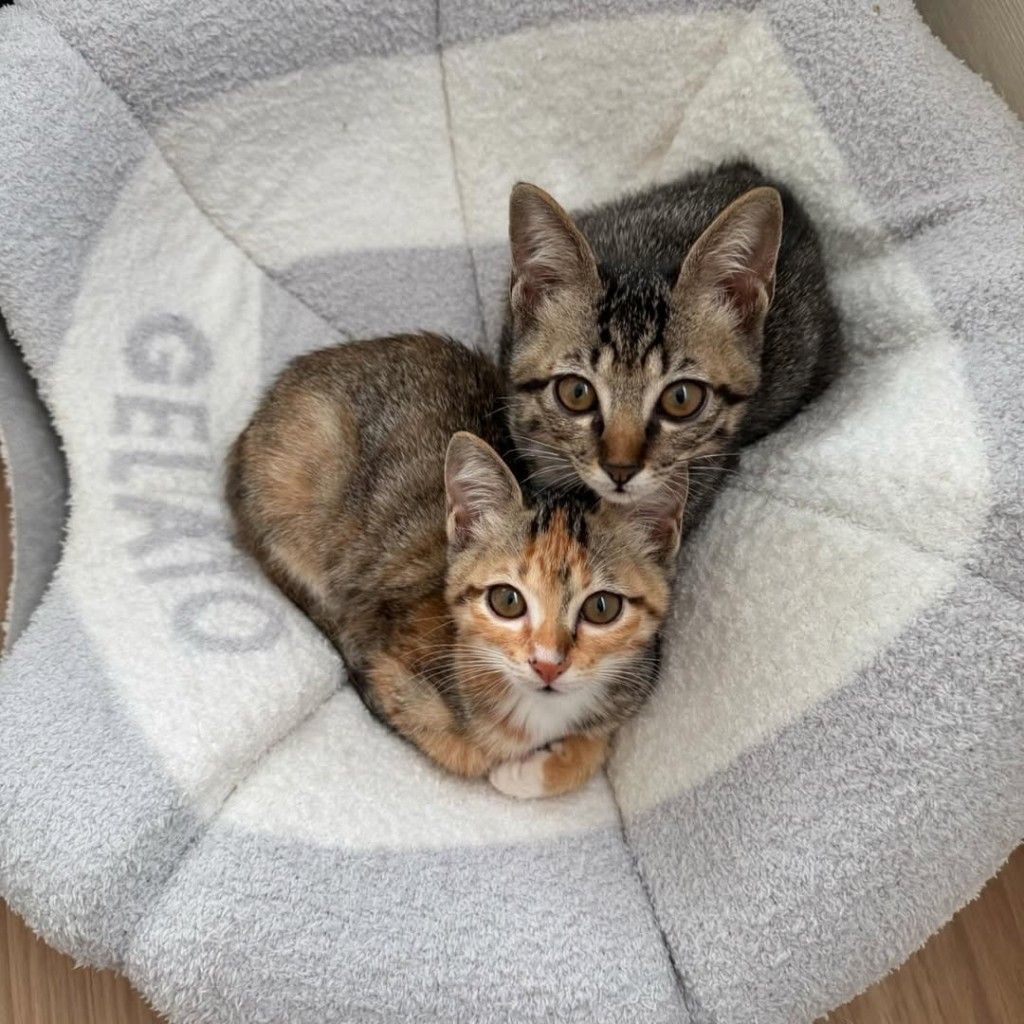 とっても美猫な女の子♡スナネコ風の顔立ちが可愛いです | 雑種