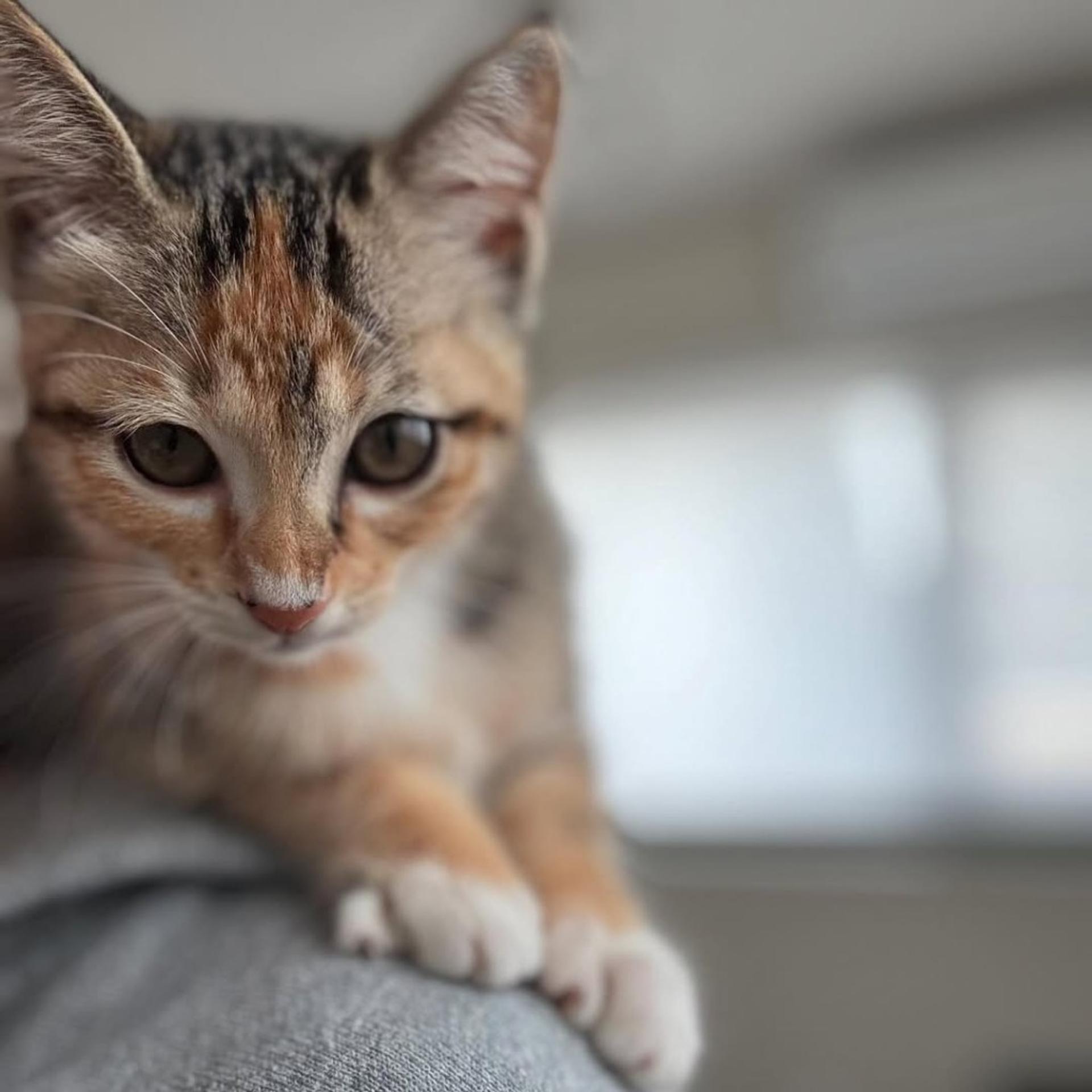 pet-image-7