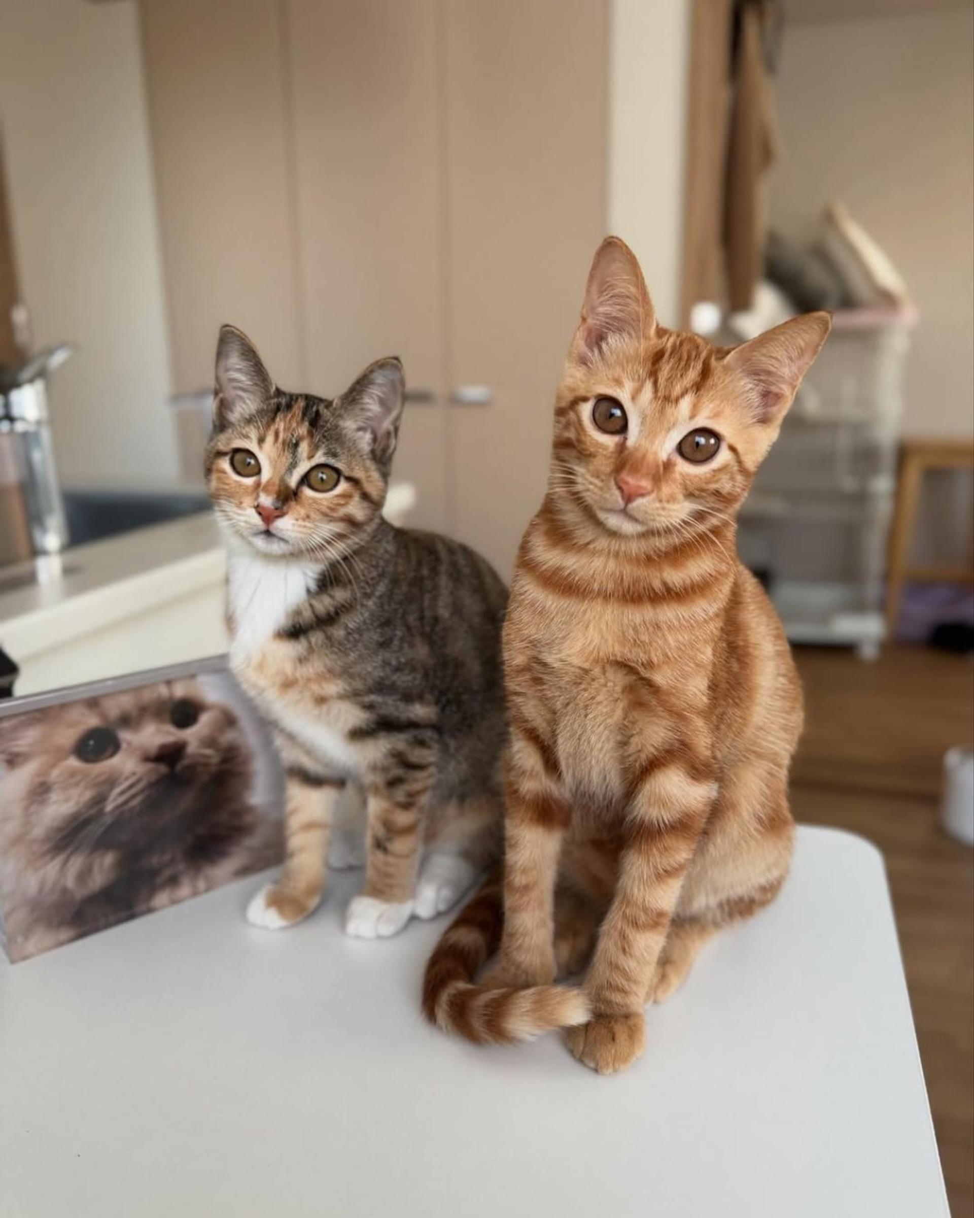 pet-image-8