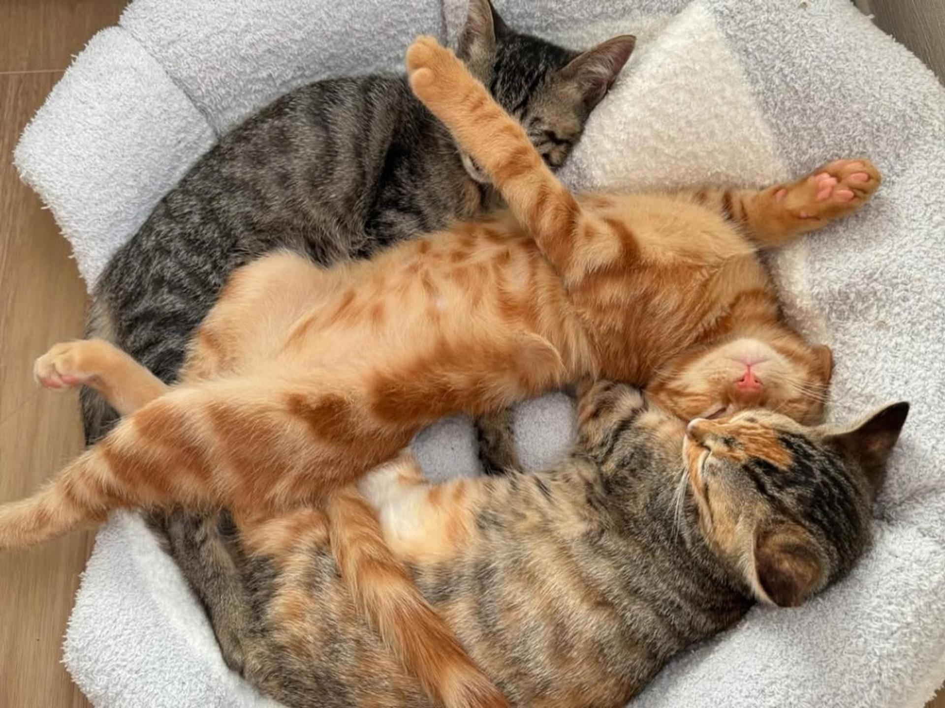 pet-image-9