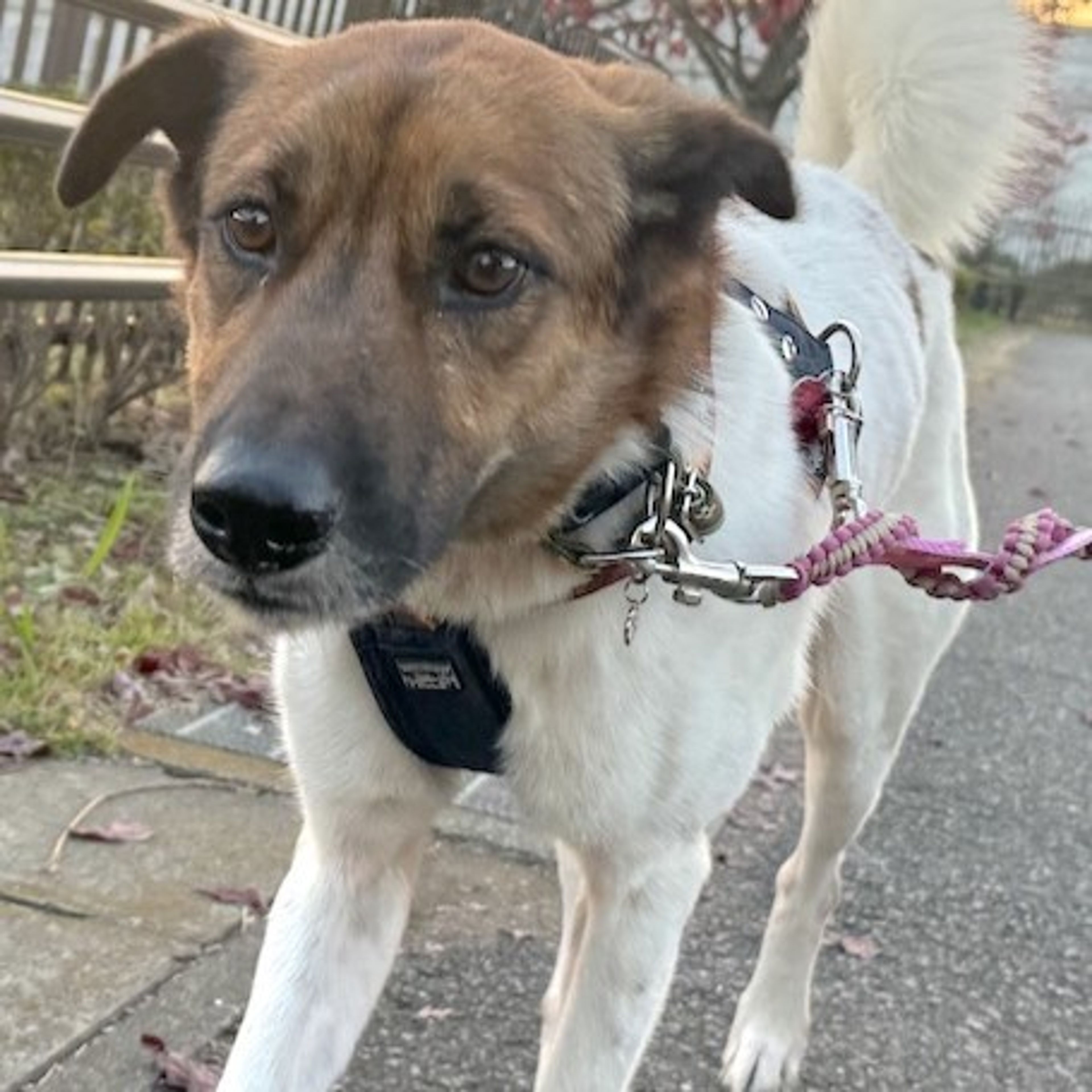 pet-image-2