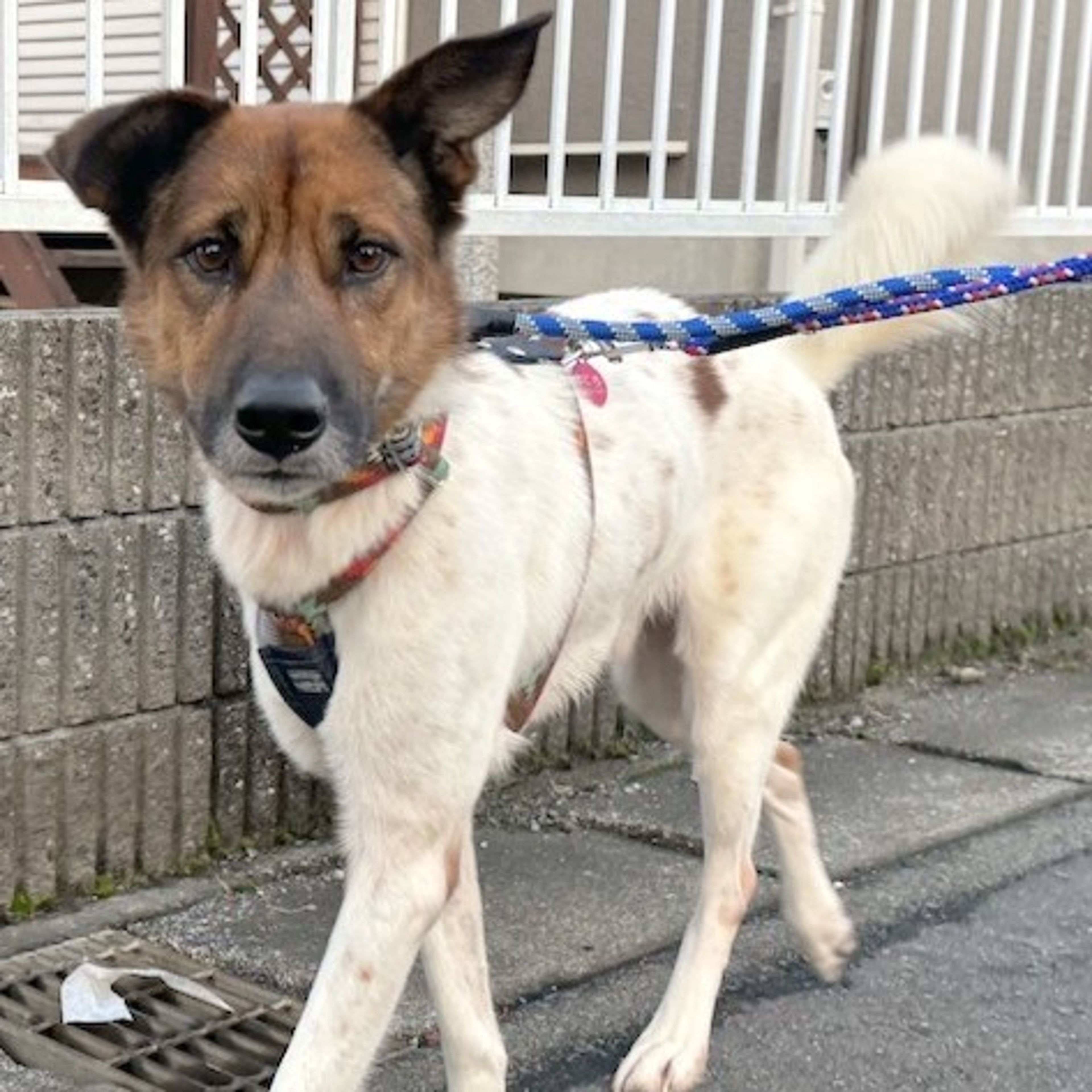 pet-image-3