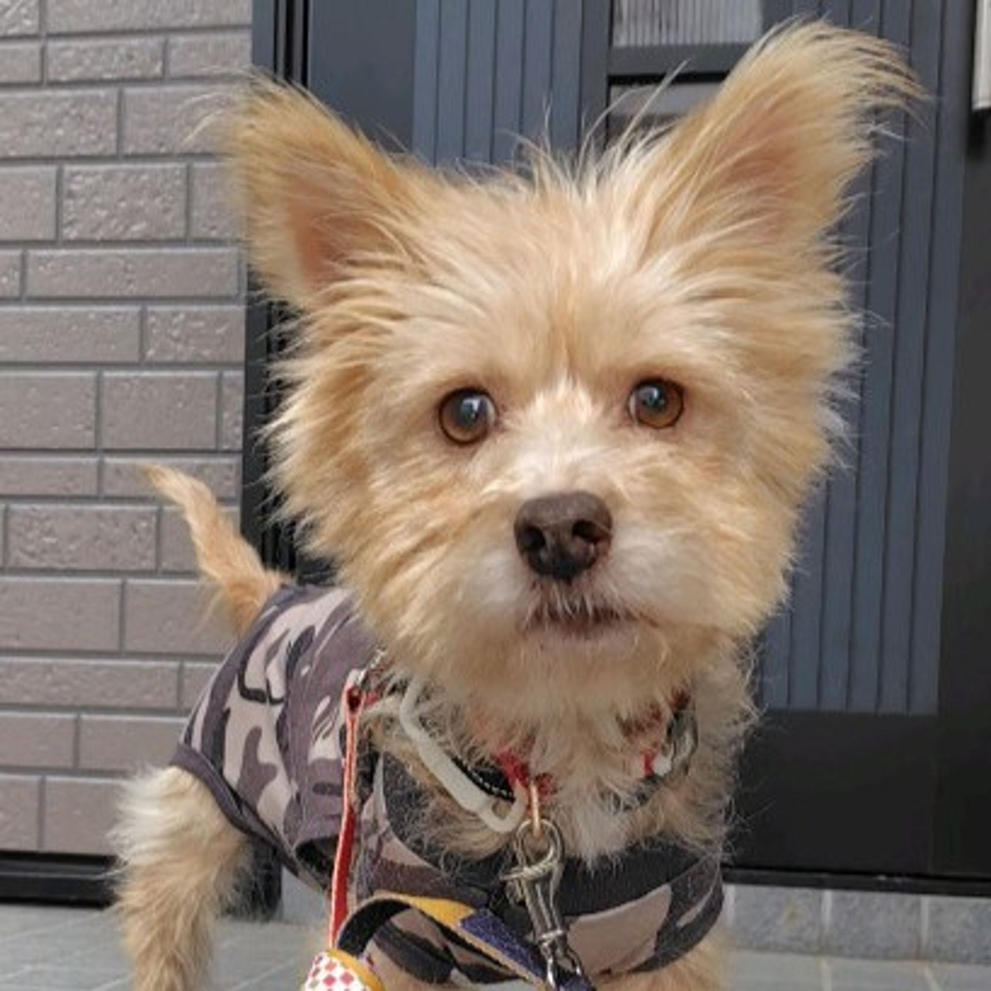 雑種（ミックス犬）・メスの里親募集の写真