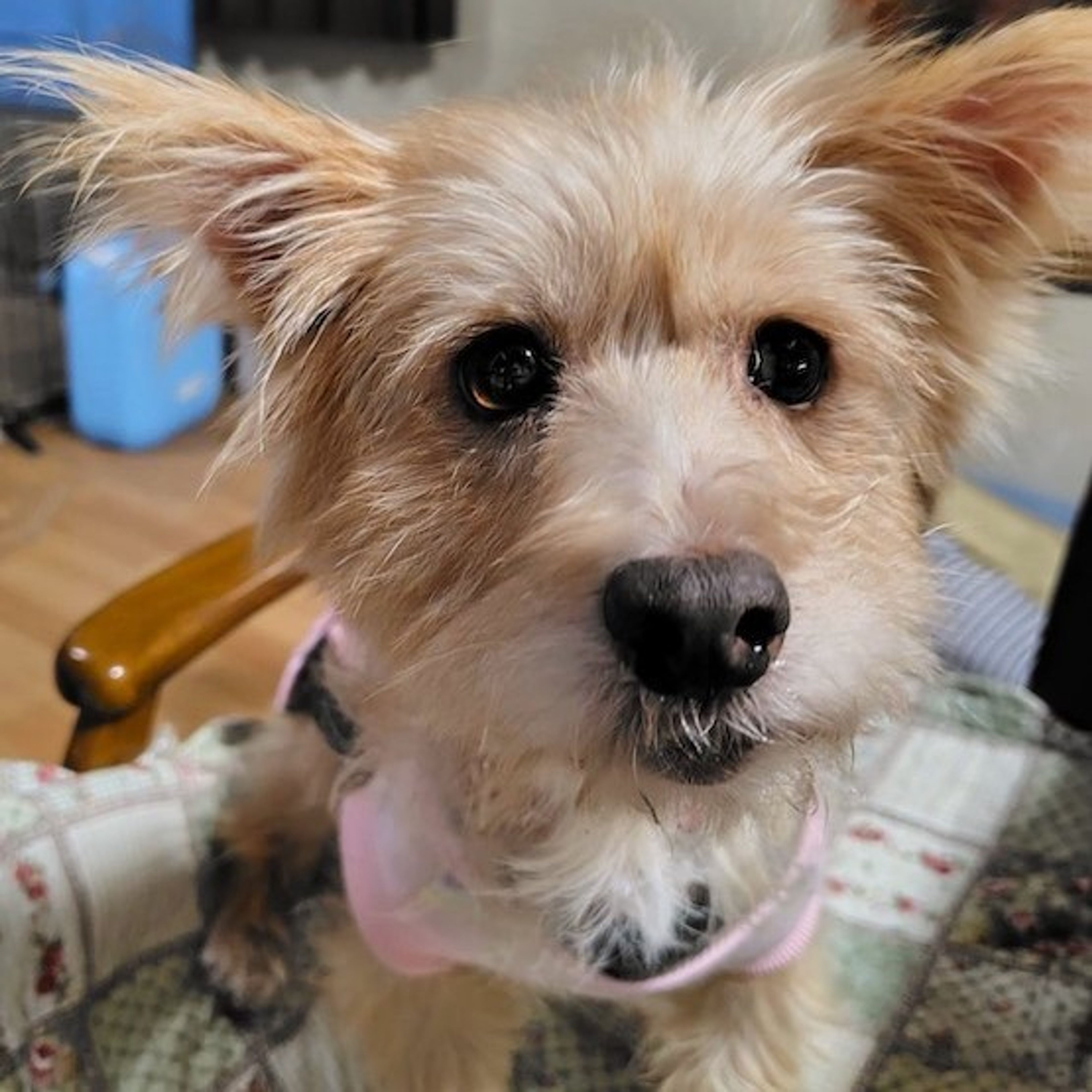 pet-image-3