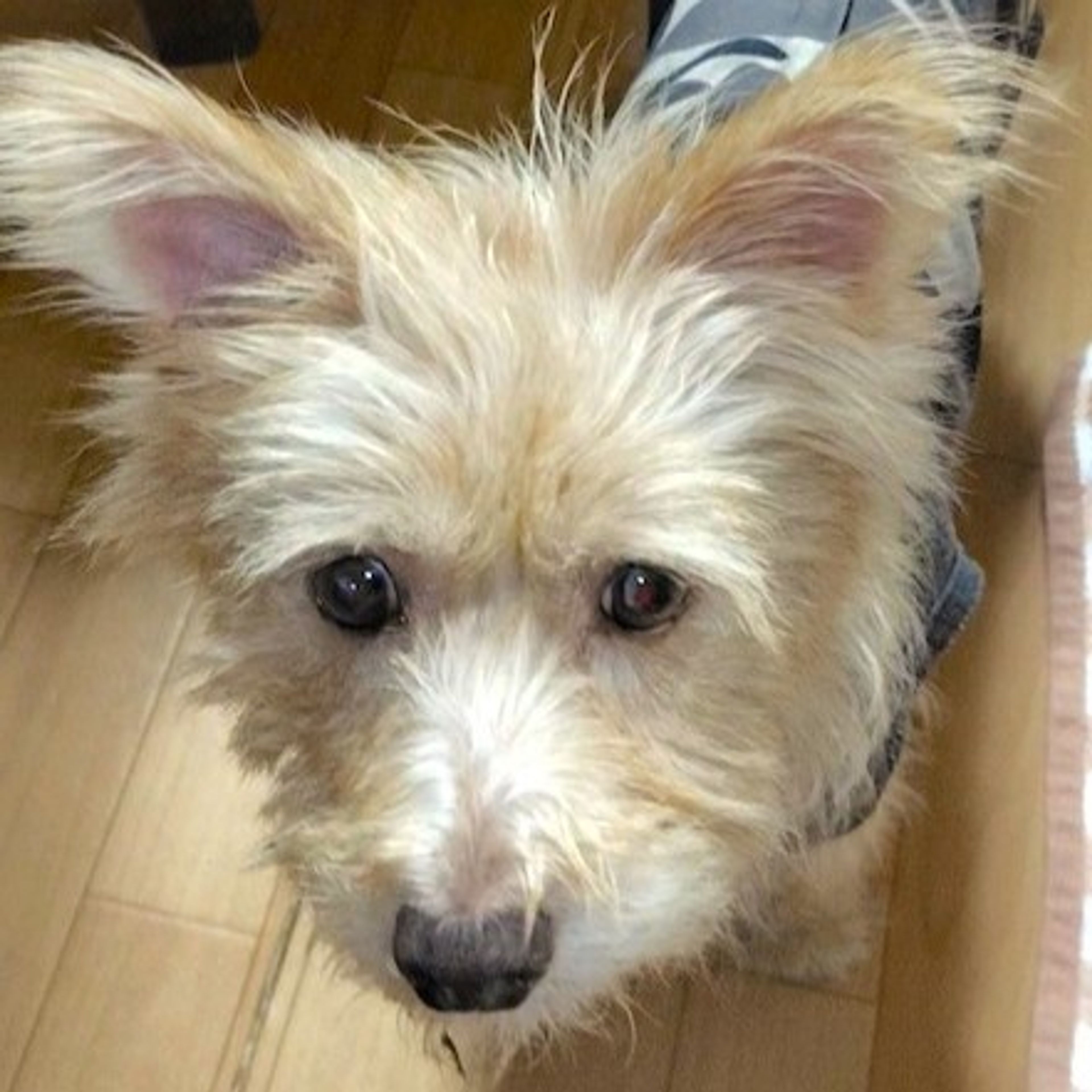 pet-image-4