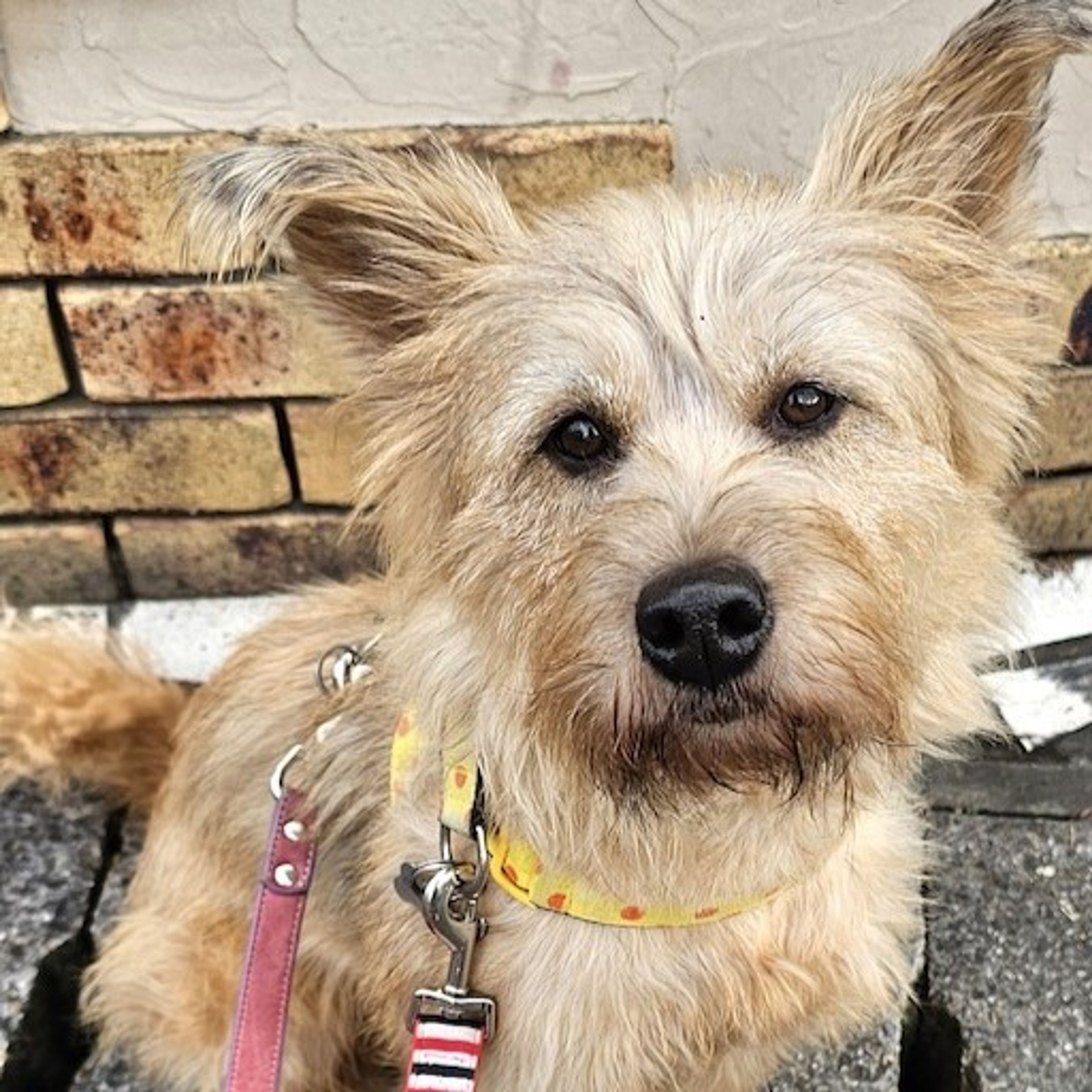 pet-image-2