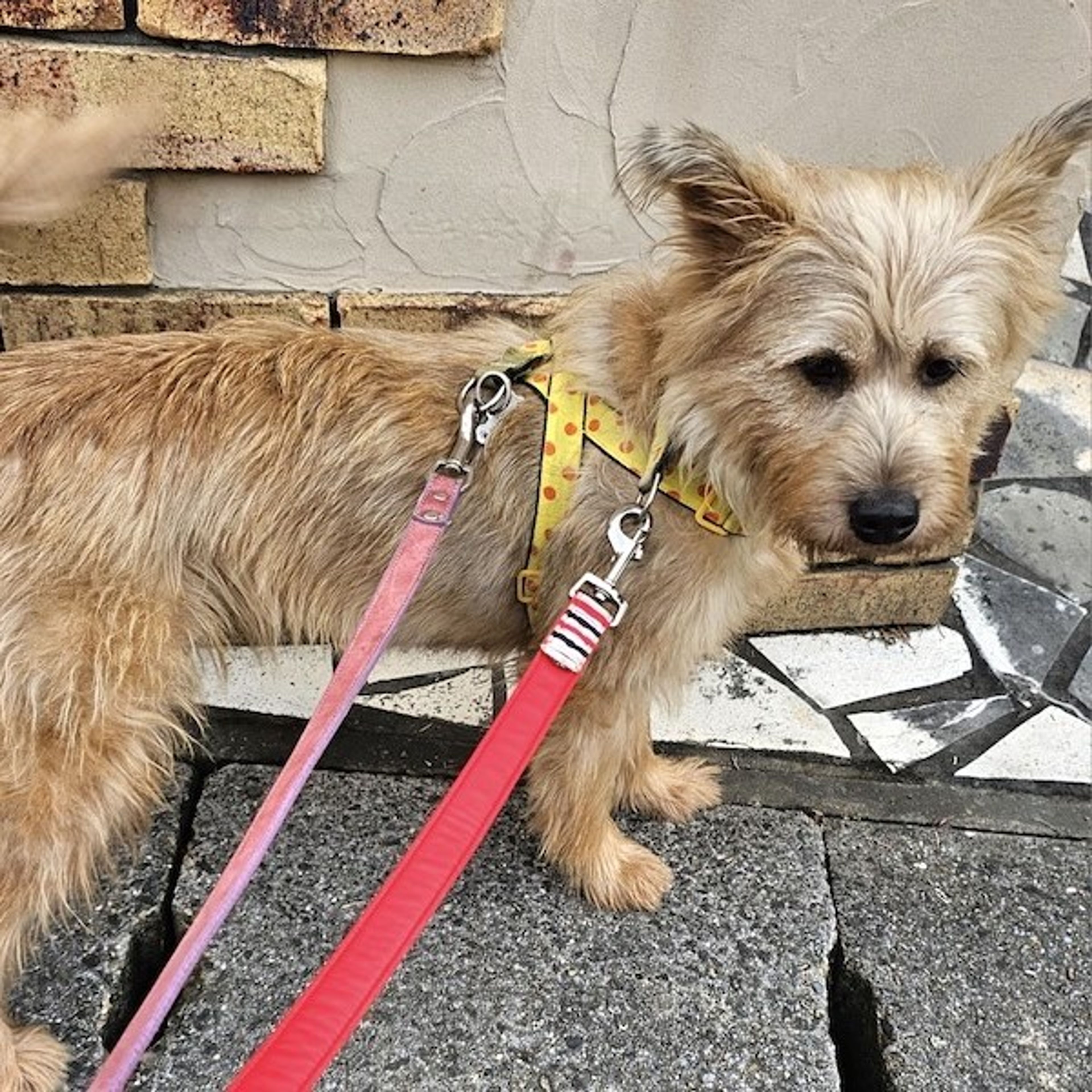 pet-image-3