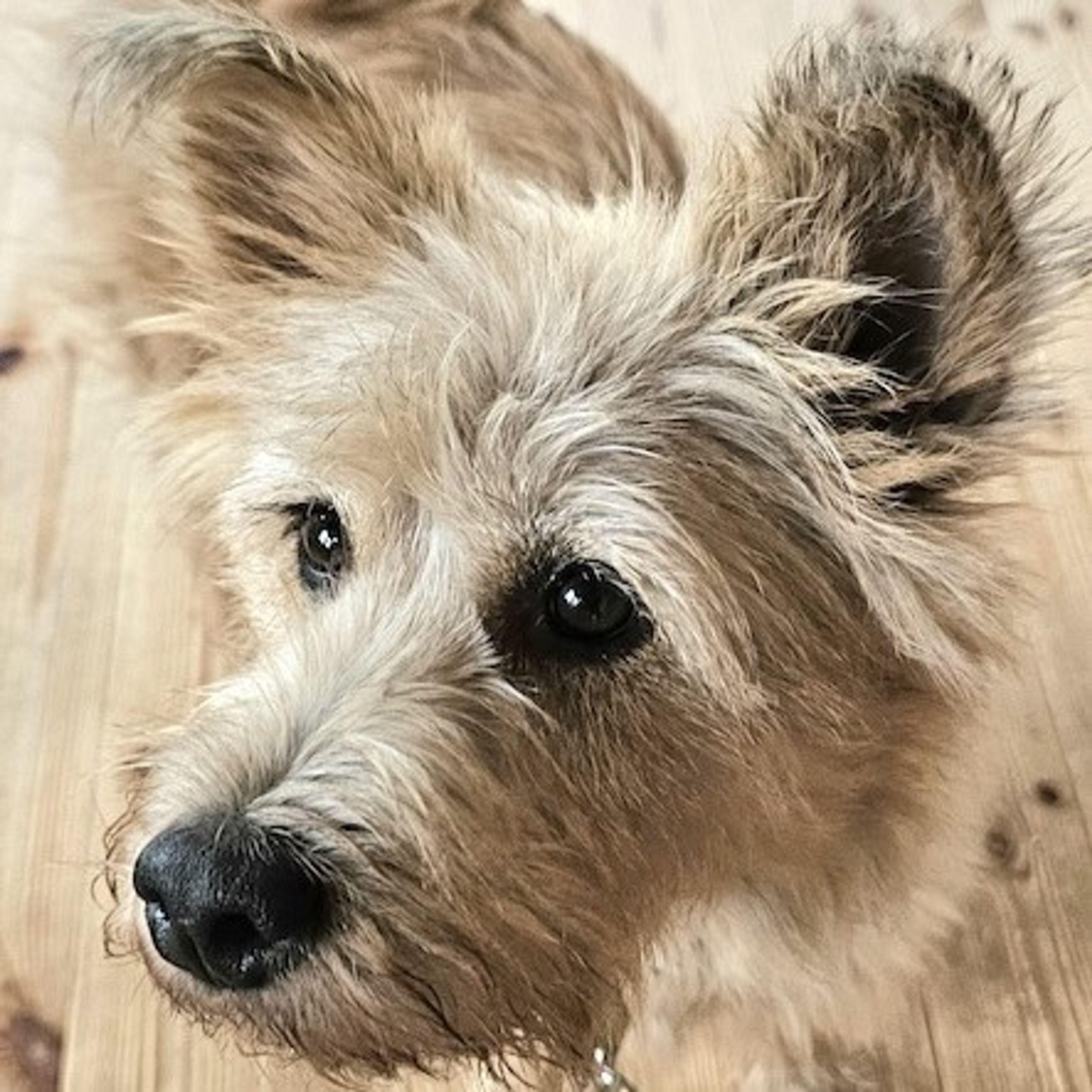 pet-image-4