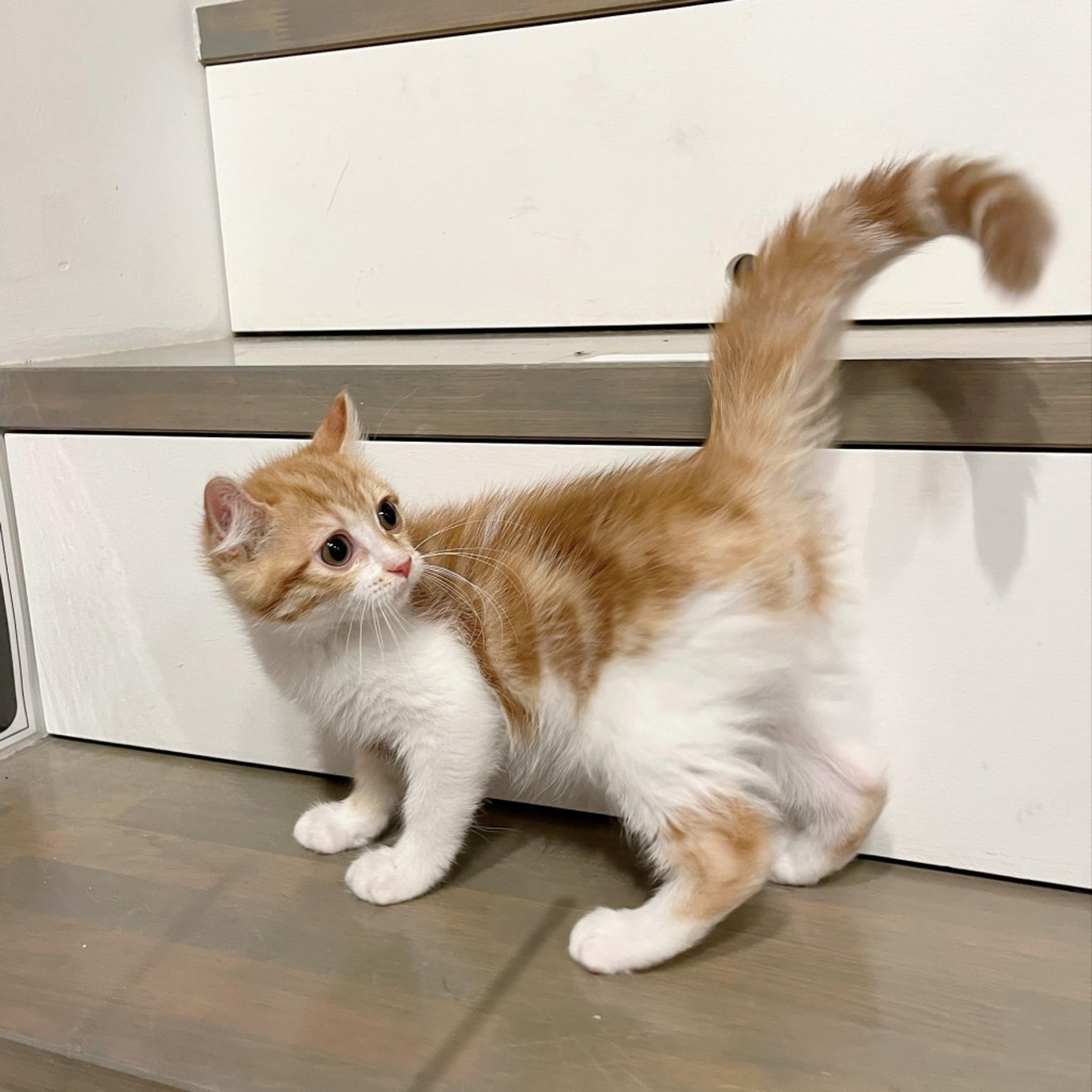 pet-image-9