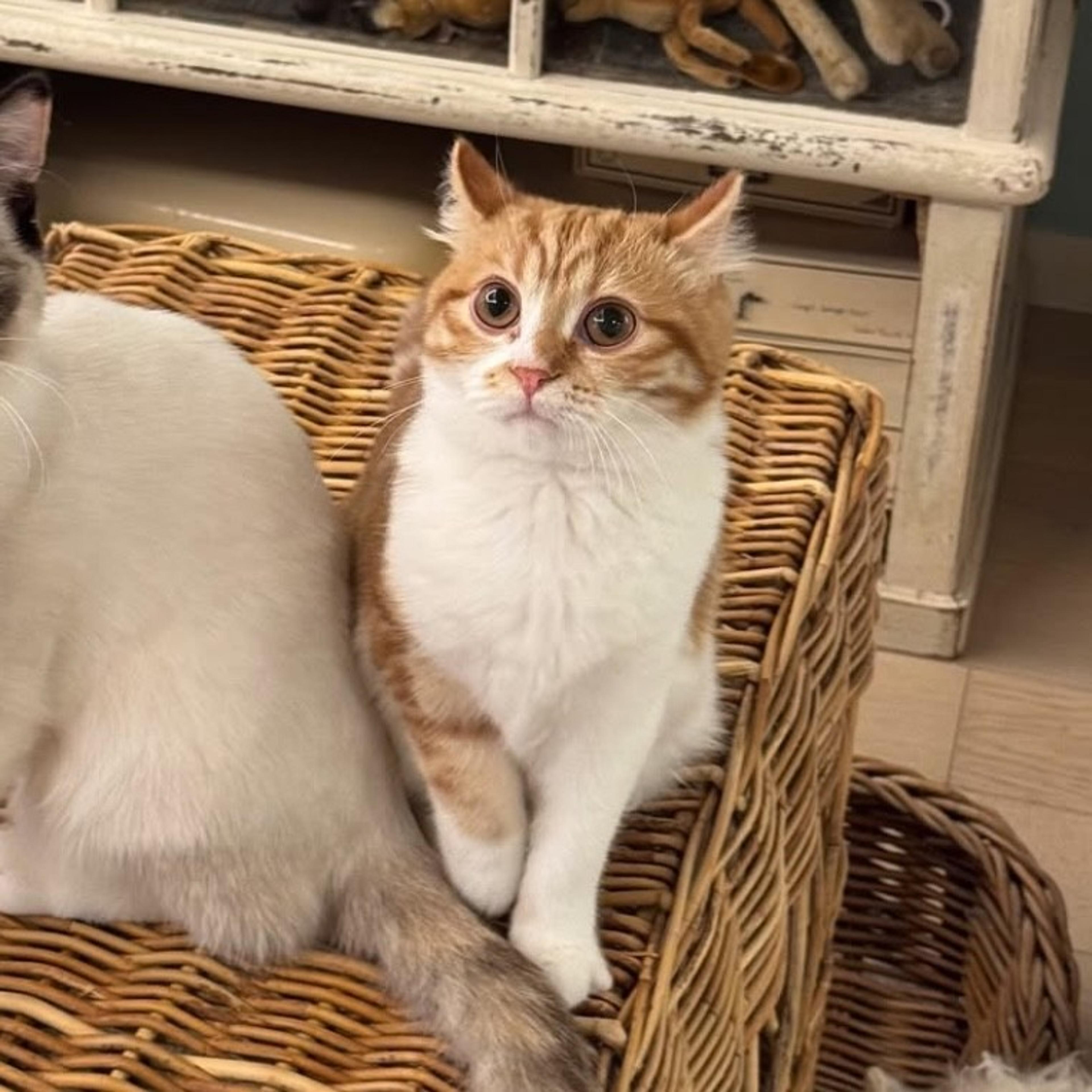 pet-image-2