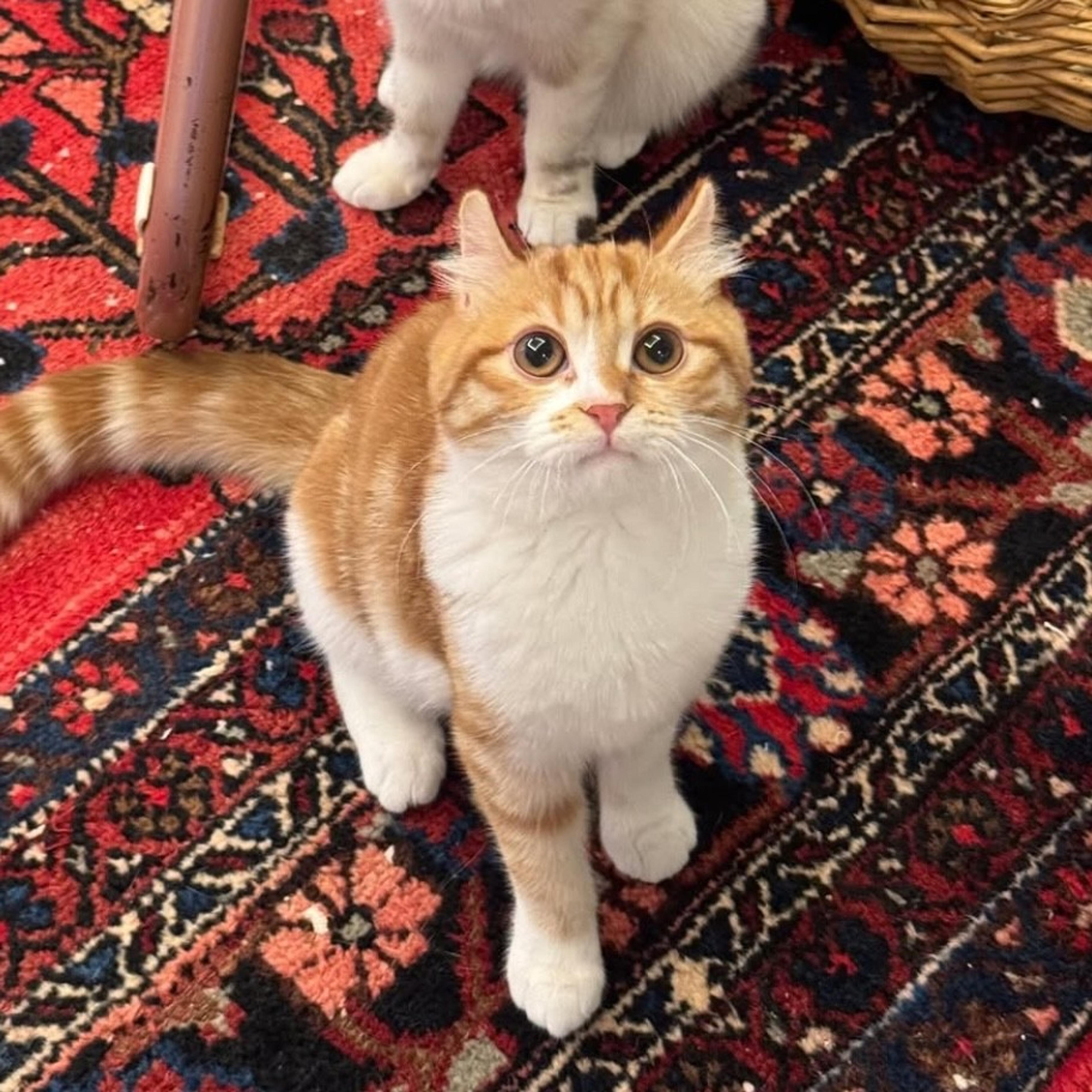 pet-image-3
