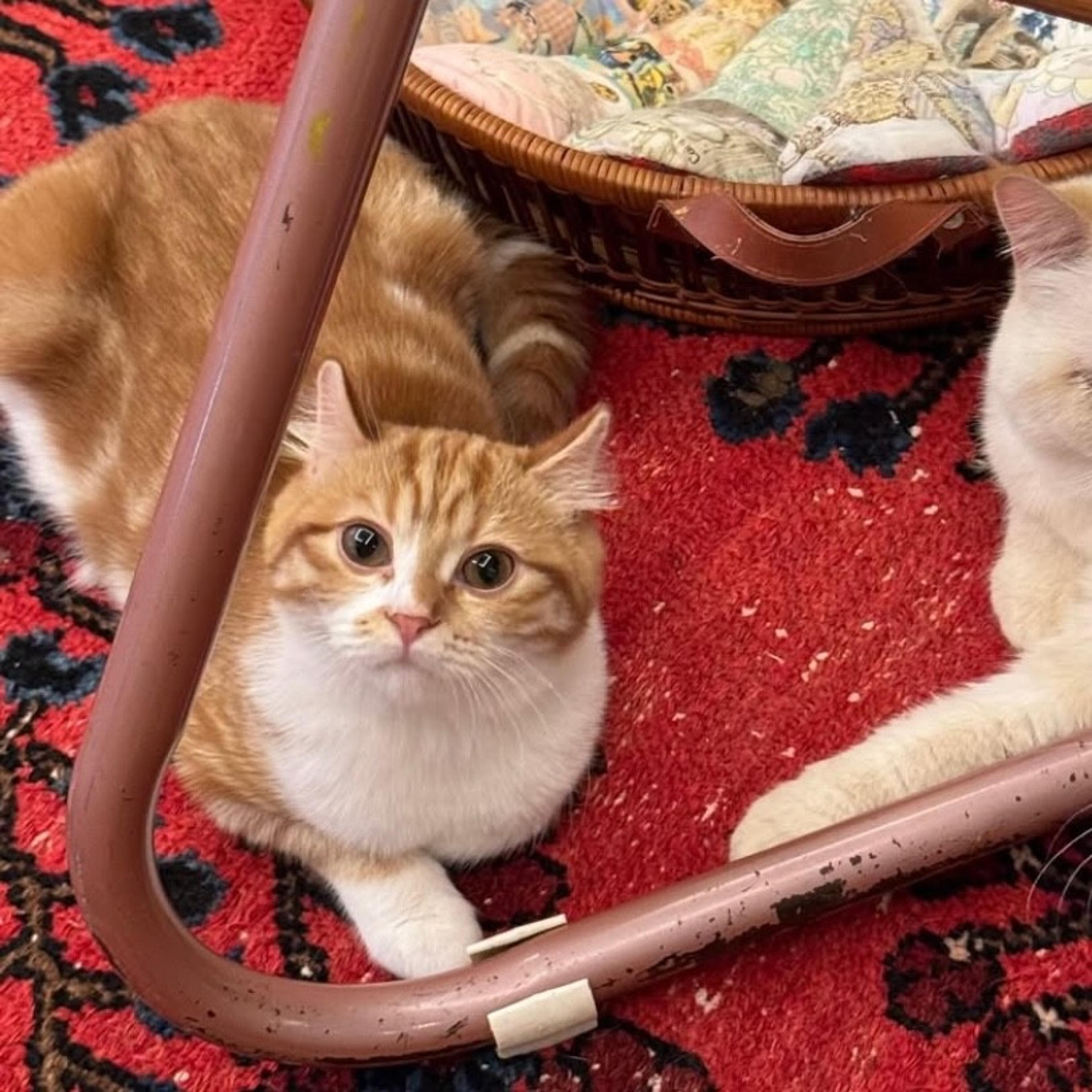 pet-image-5