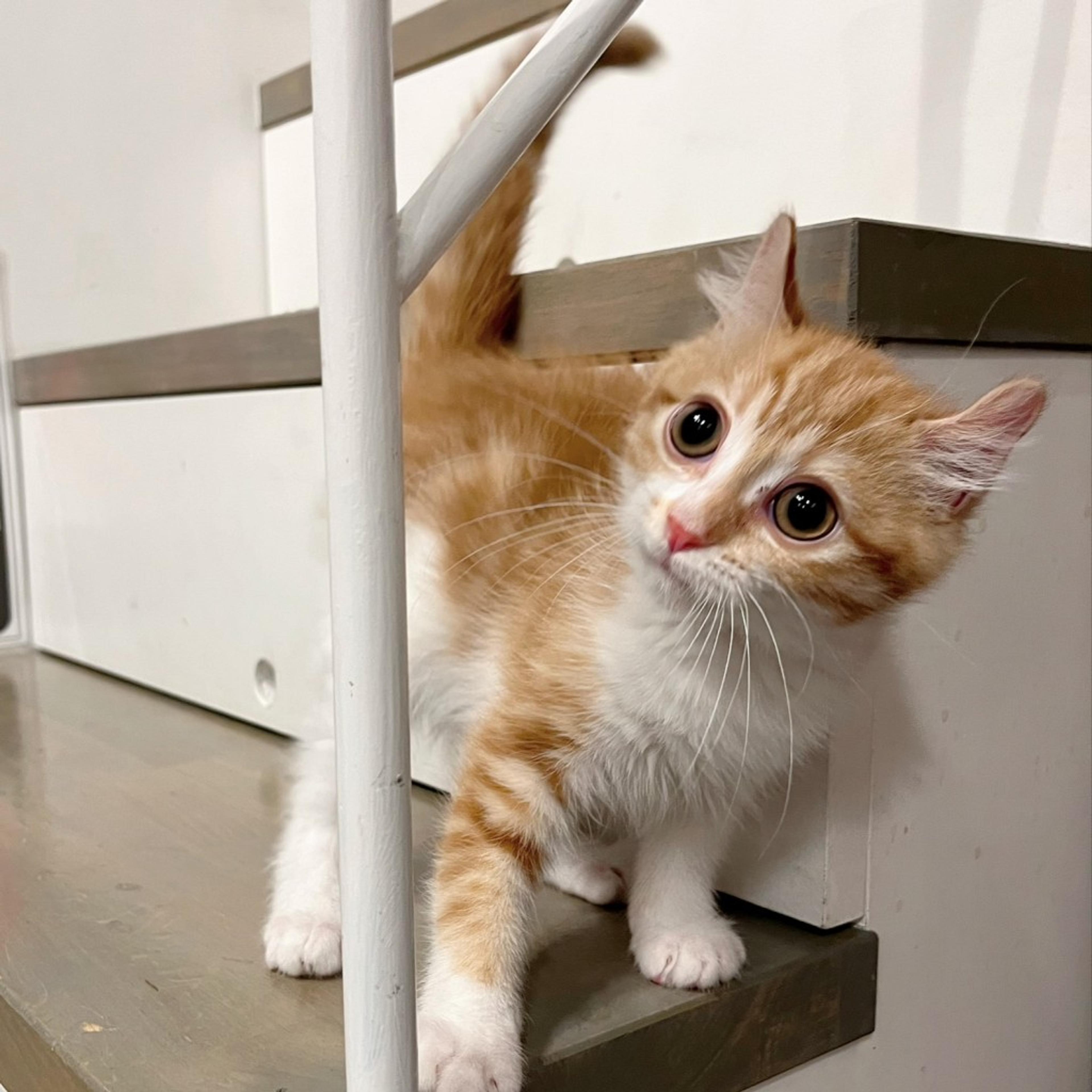 pet-image-4
