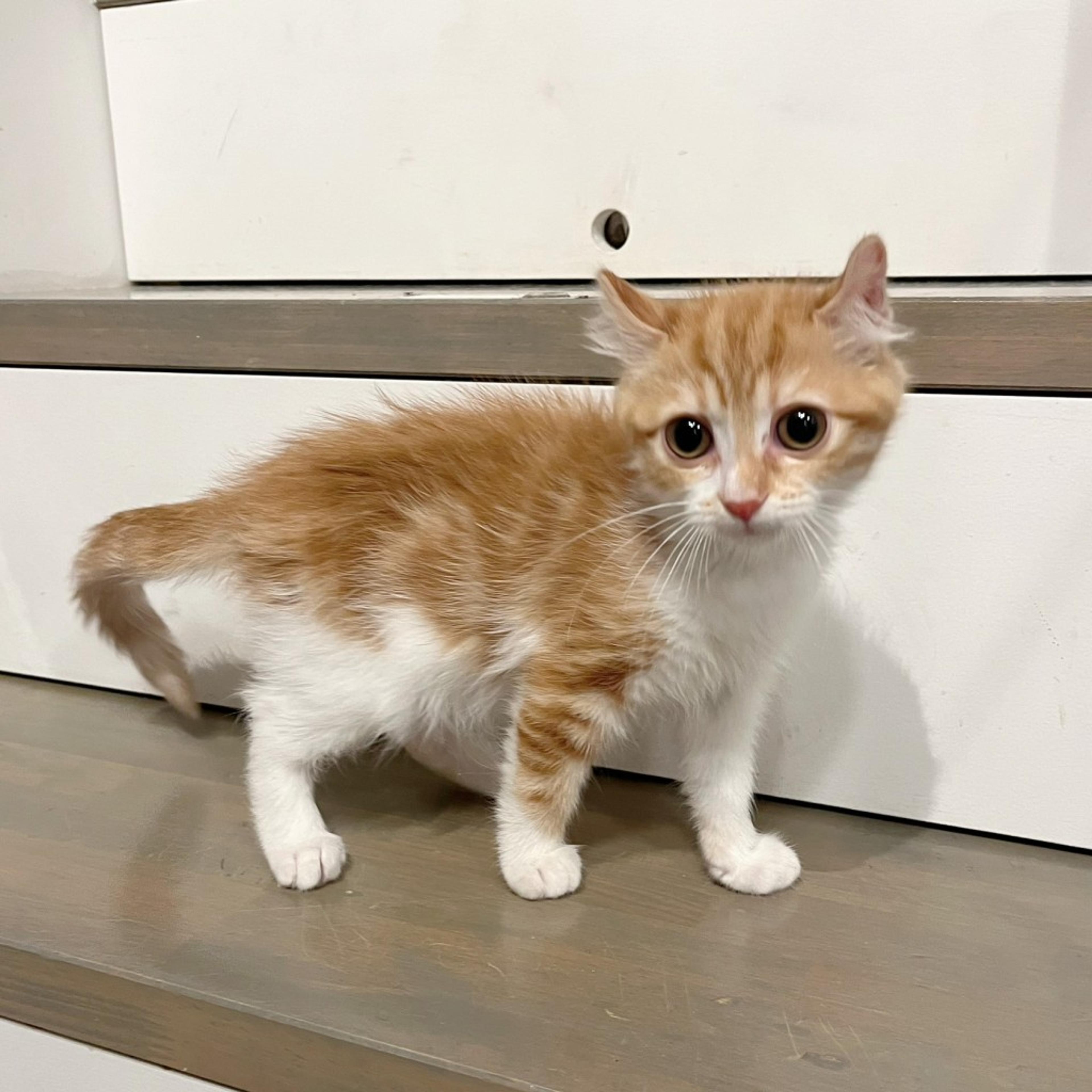 pet-image-7