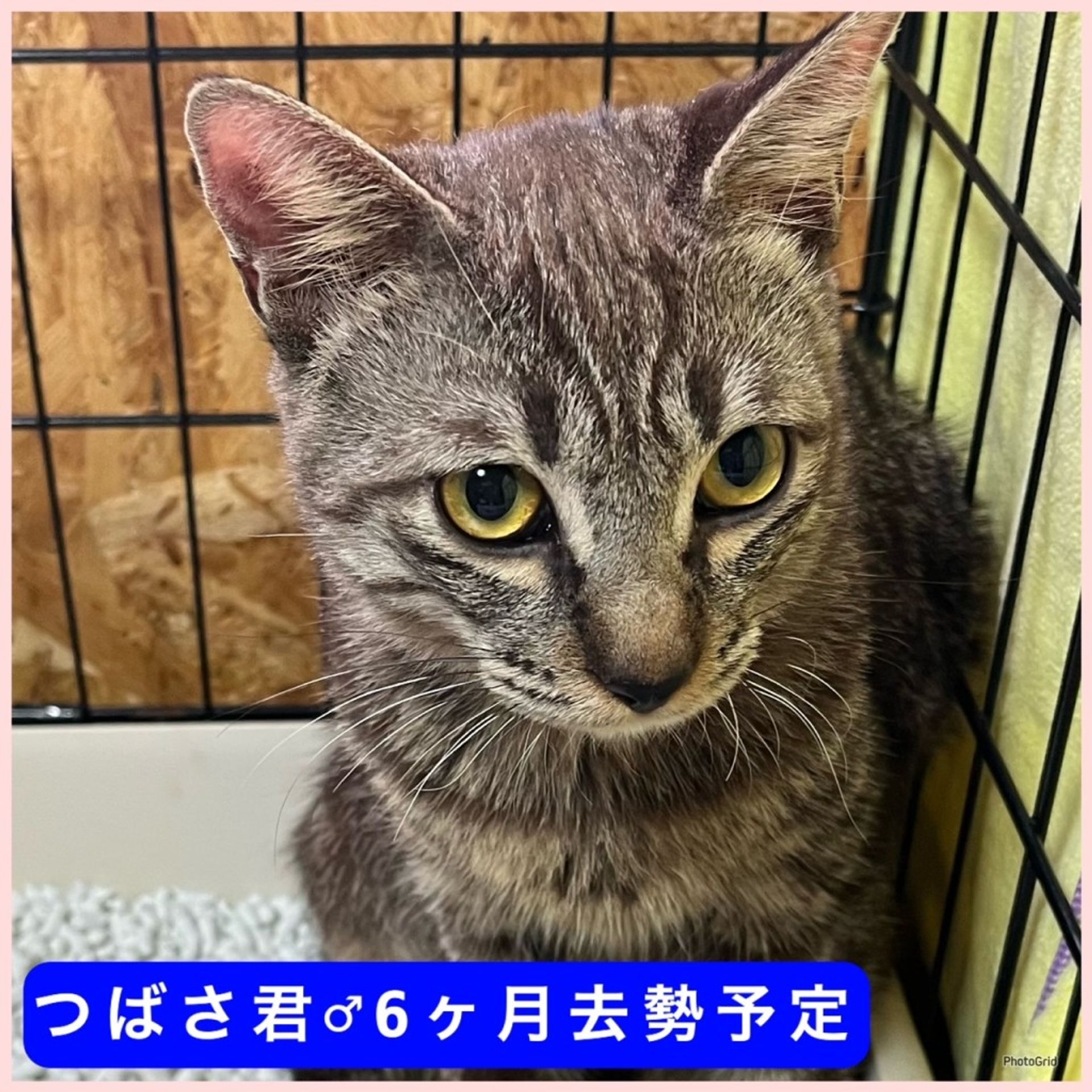 雑種（ミックス猫）・オスの里親募集の写真
