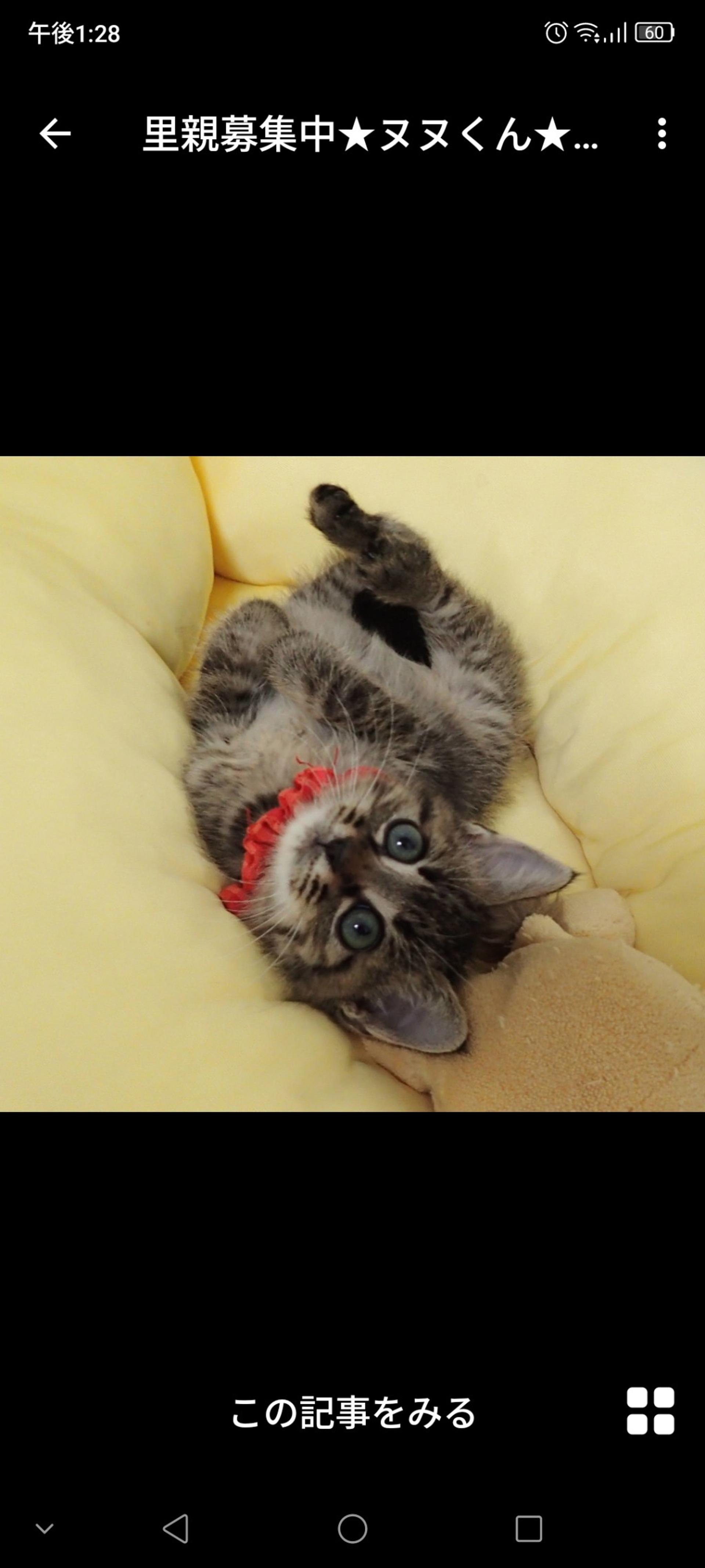 pet-image-2