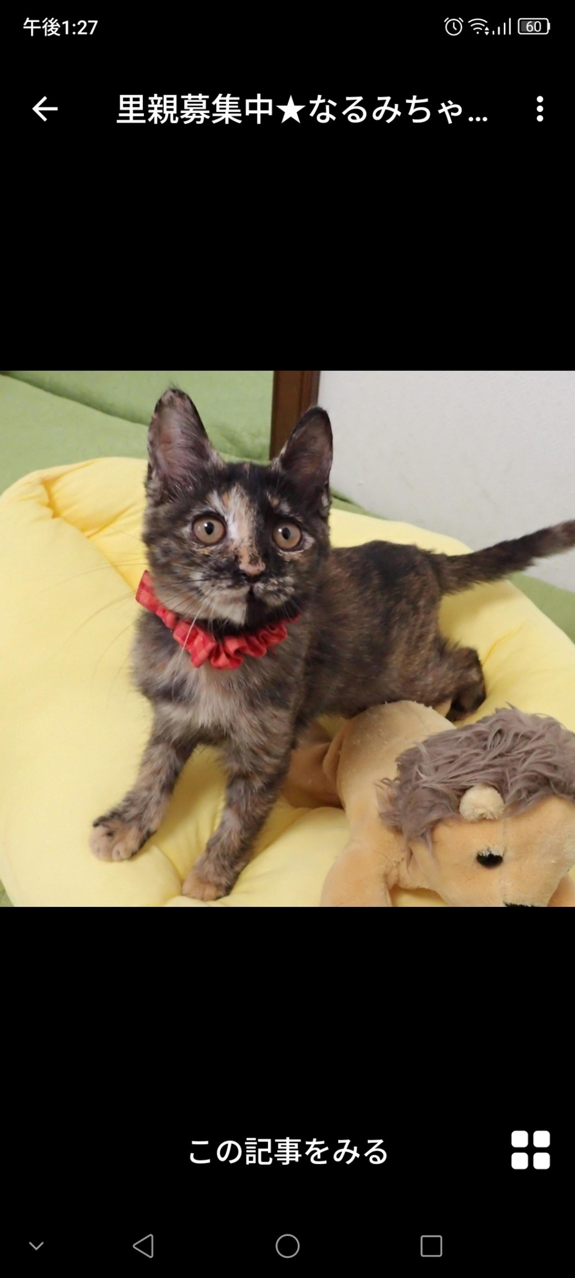 pet-image-2