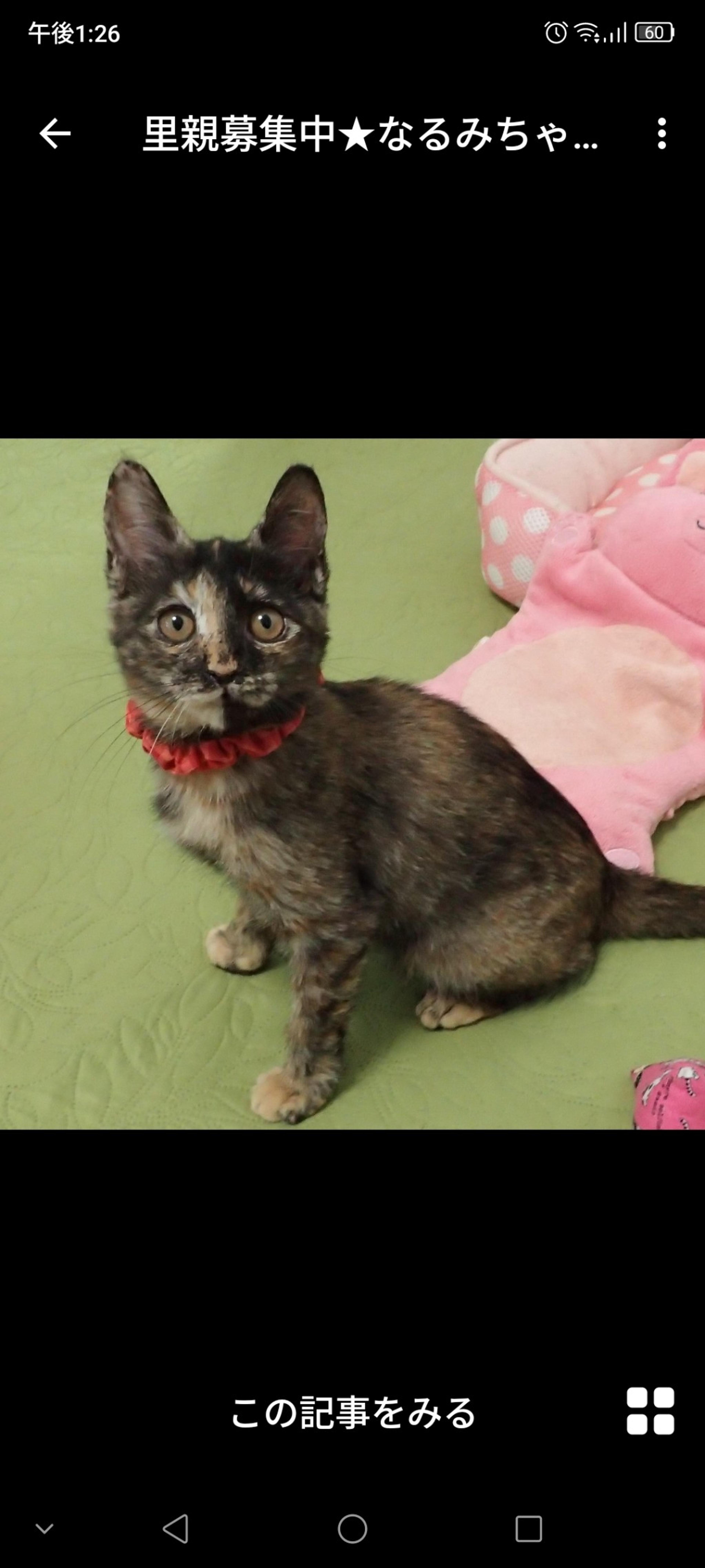 pet-image-3