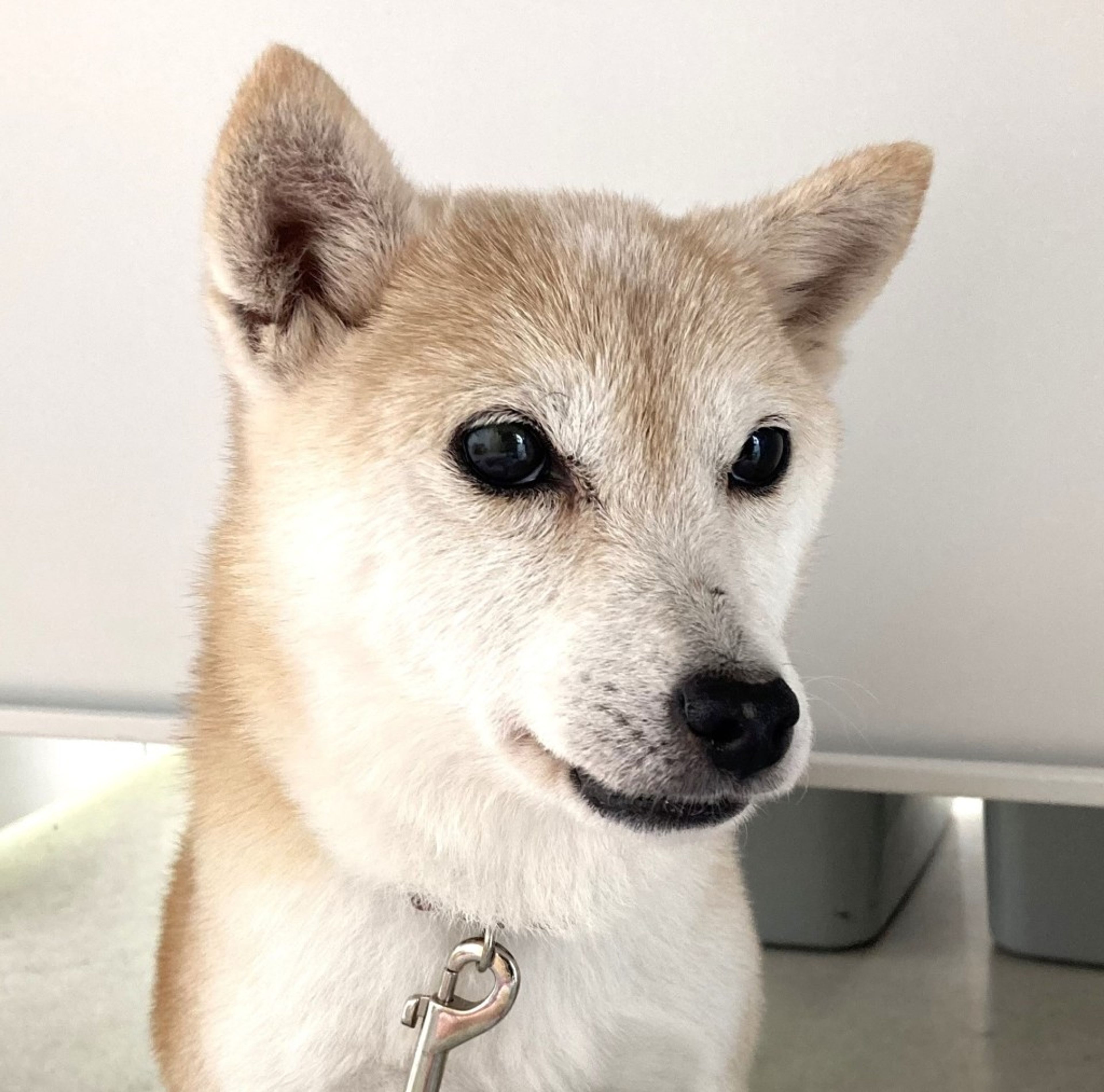 柴犬・メスの里親募集の写真