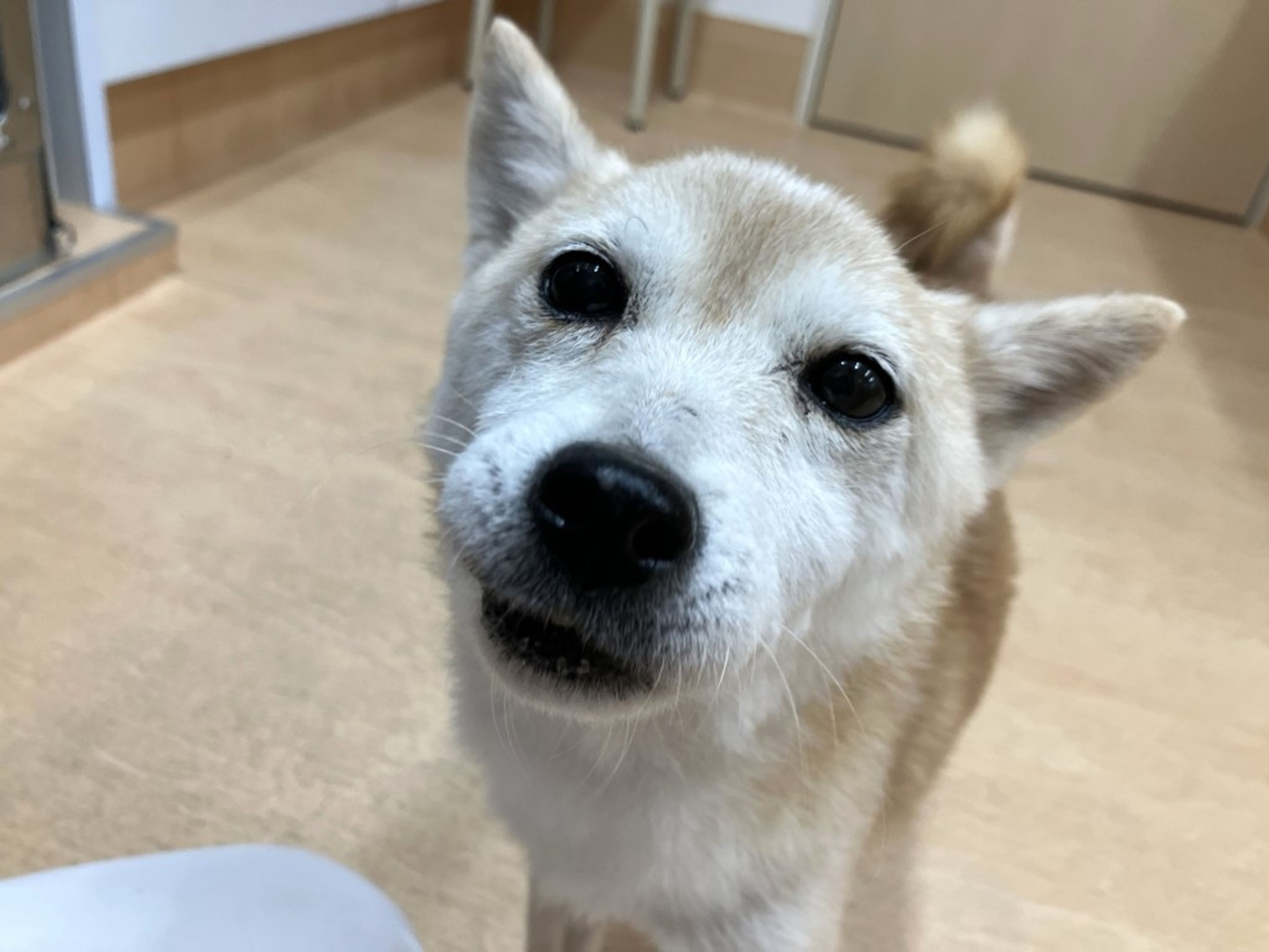 pet-image-2