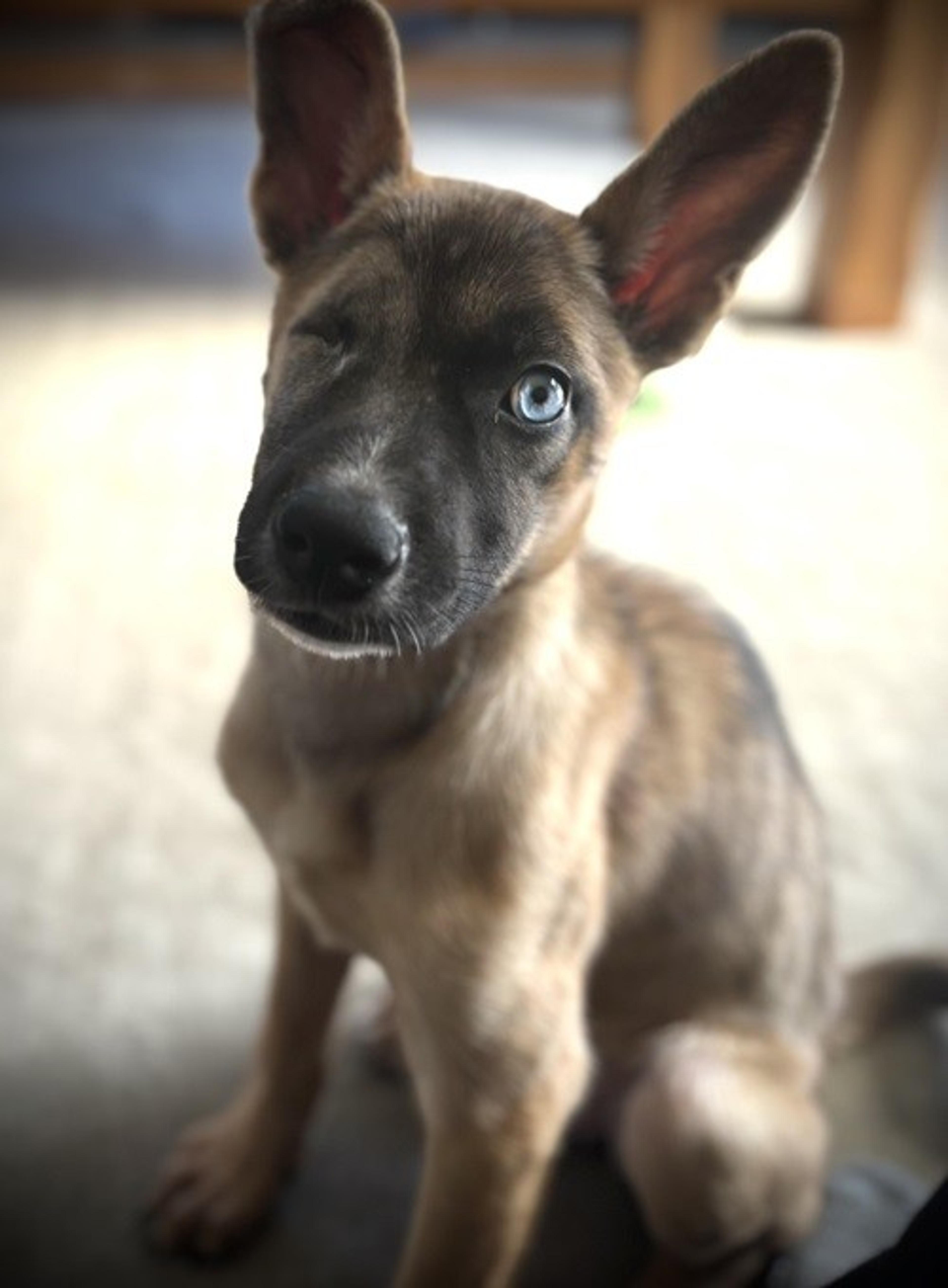 pet-image-8