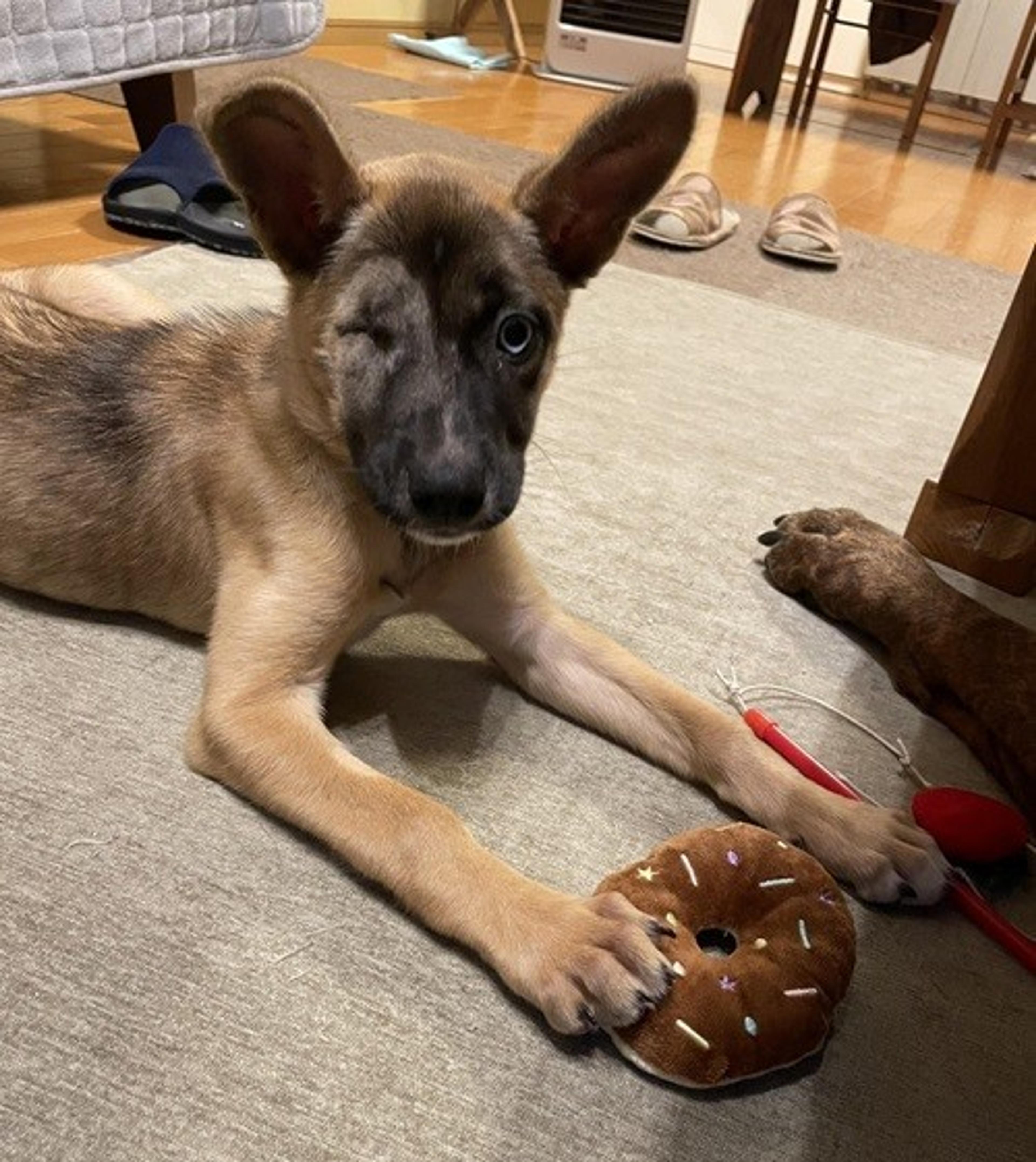 pet-image-9